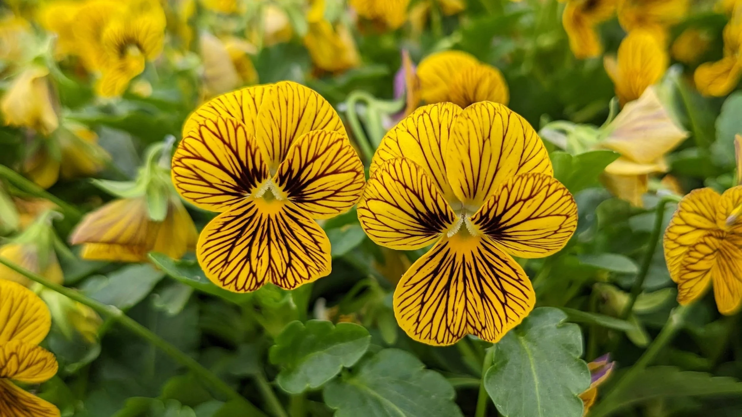 Mums, Pansies, and Fall Annuals
