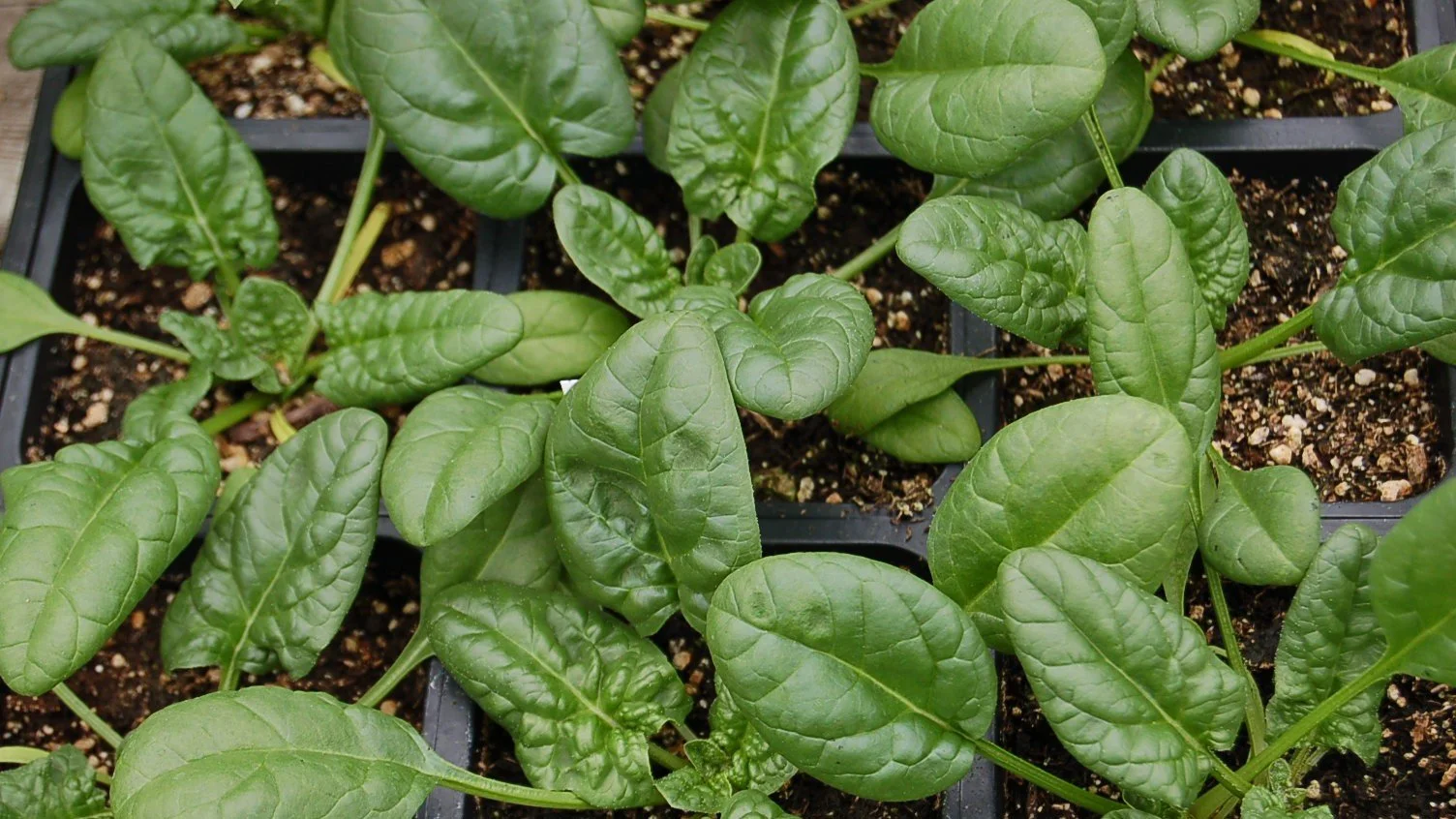Fall Vegetable Crops
