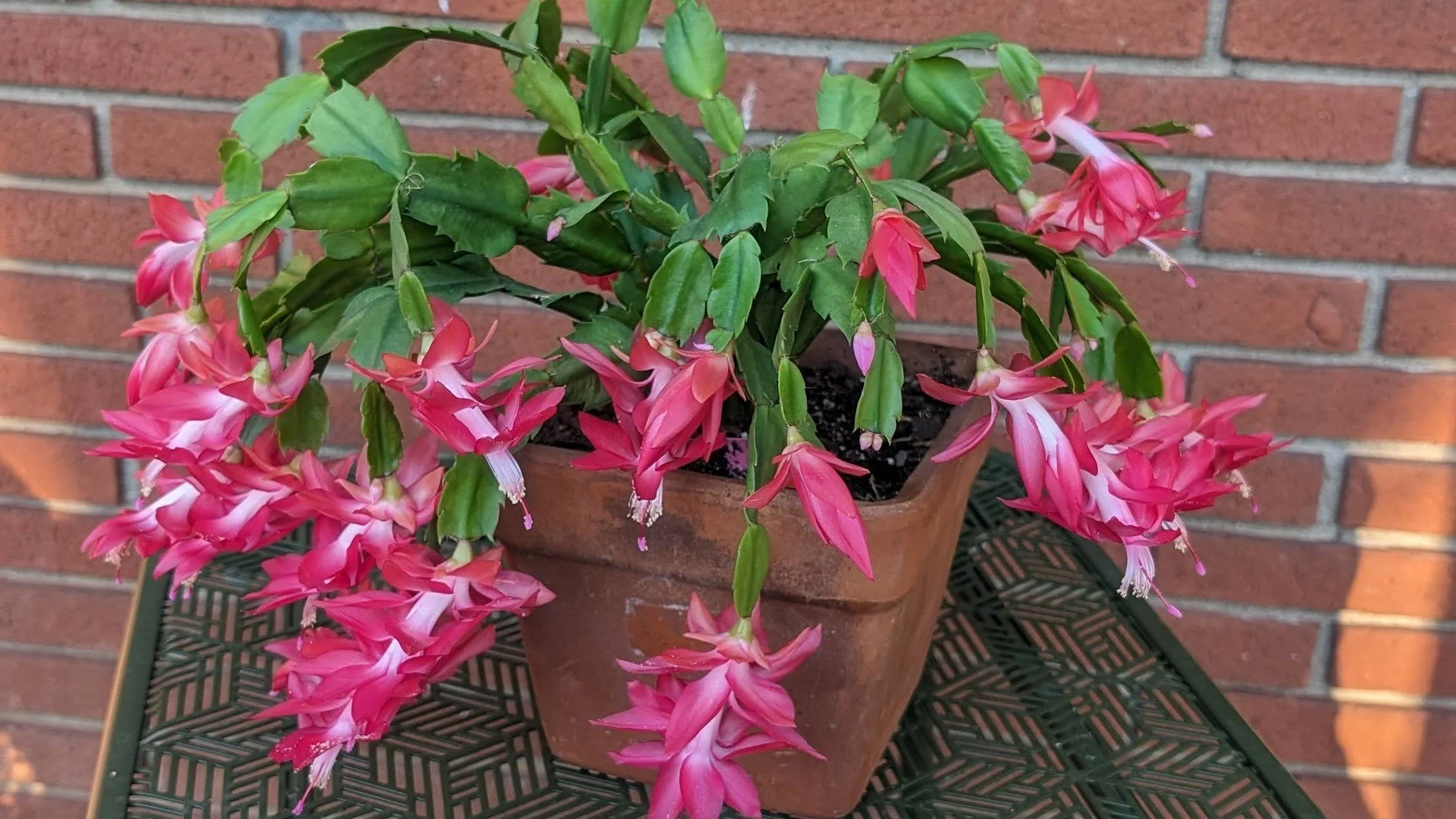 Holiday Plants