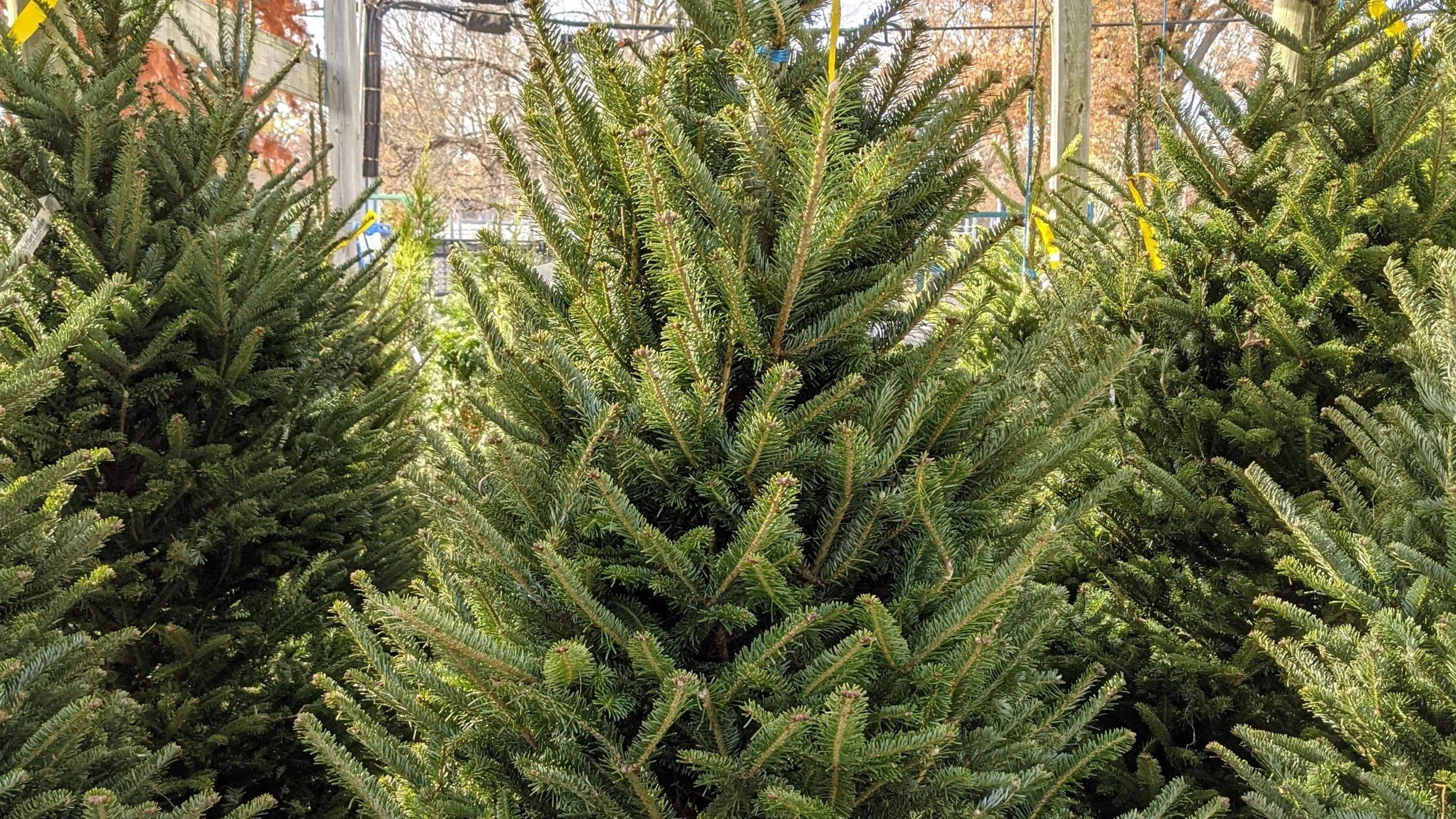 Christmas Trees