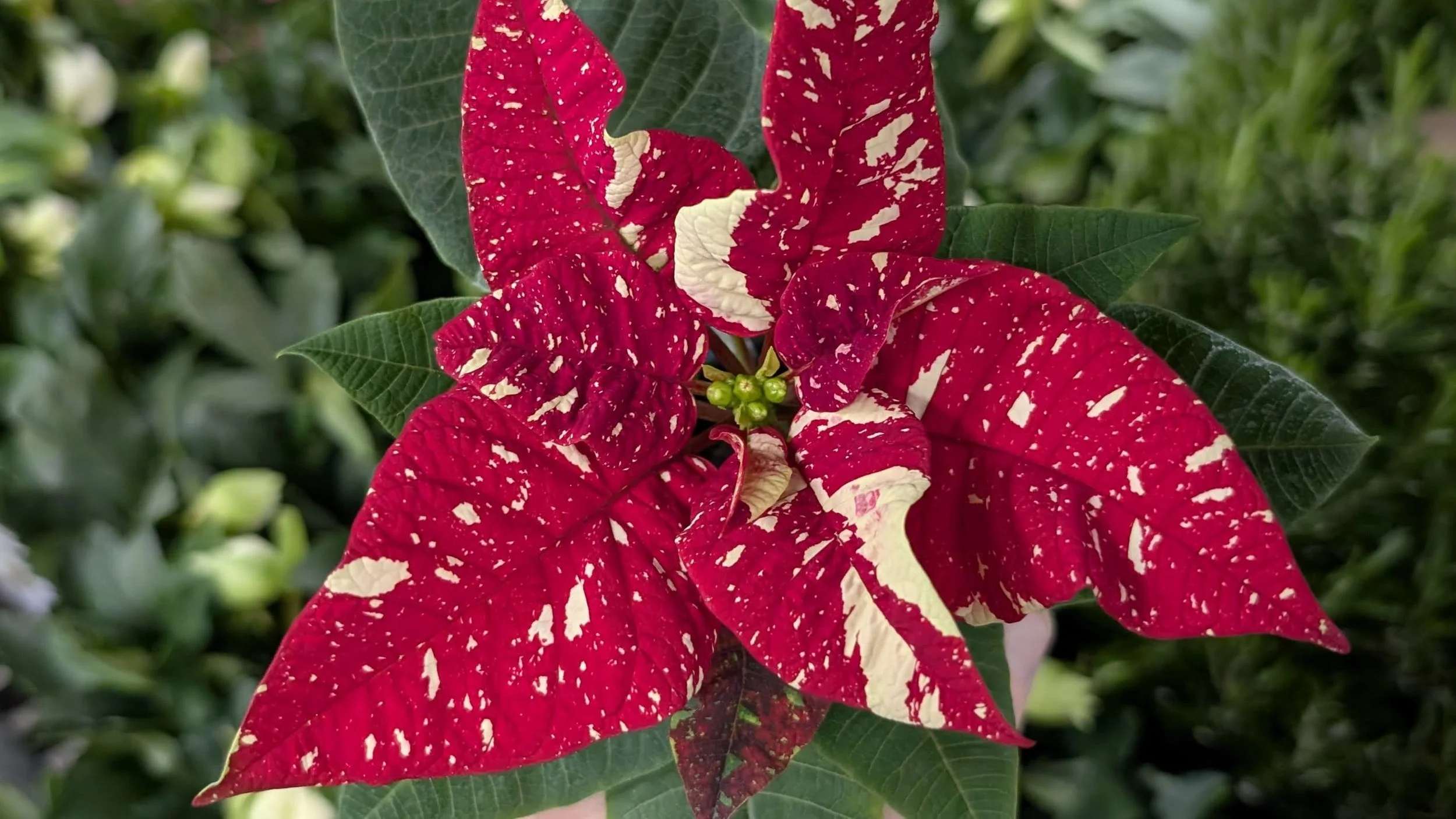 Poinsettias
