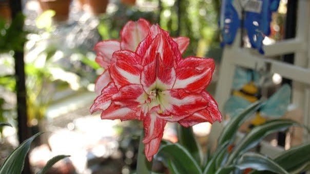 Holiday/Winter Bulbs