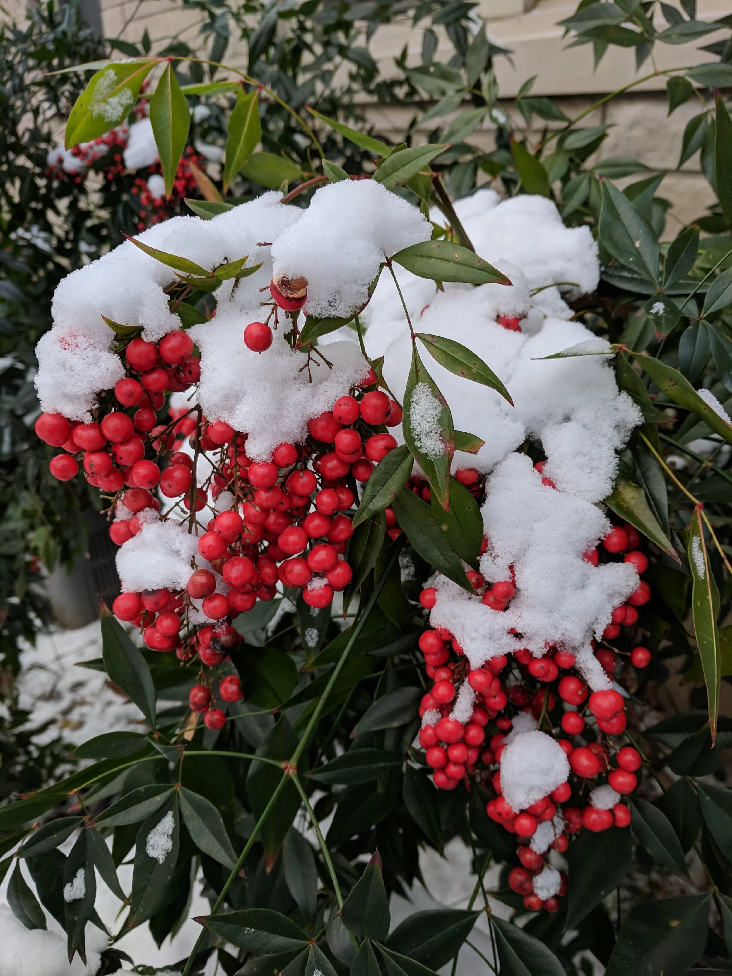Nandina Berries with Snow