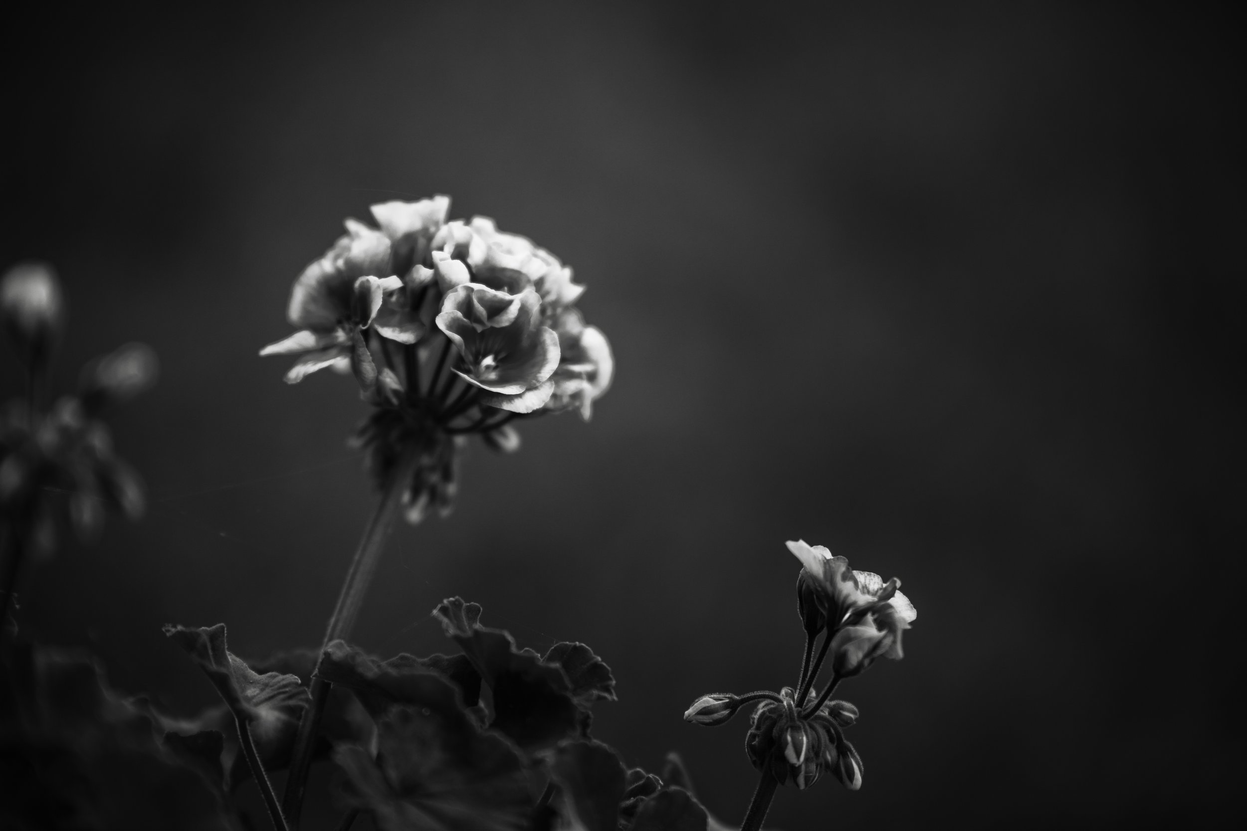 KCD19_TheGreadyFarm_BW-57.jpg