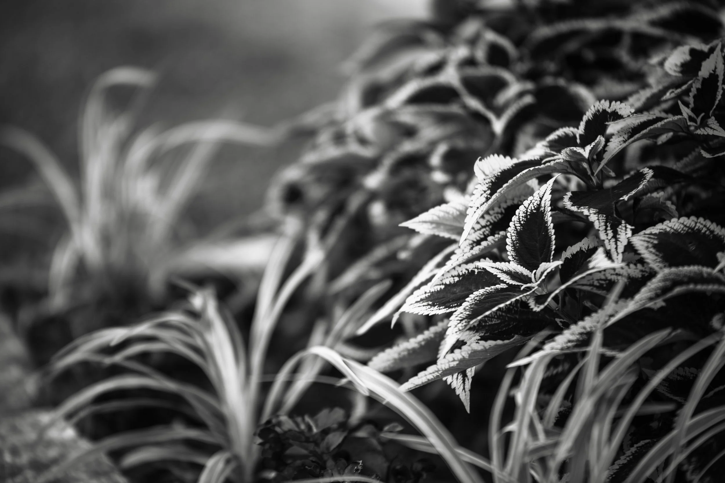 KCD19_TheGreadyFarm_BW-72.jpg