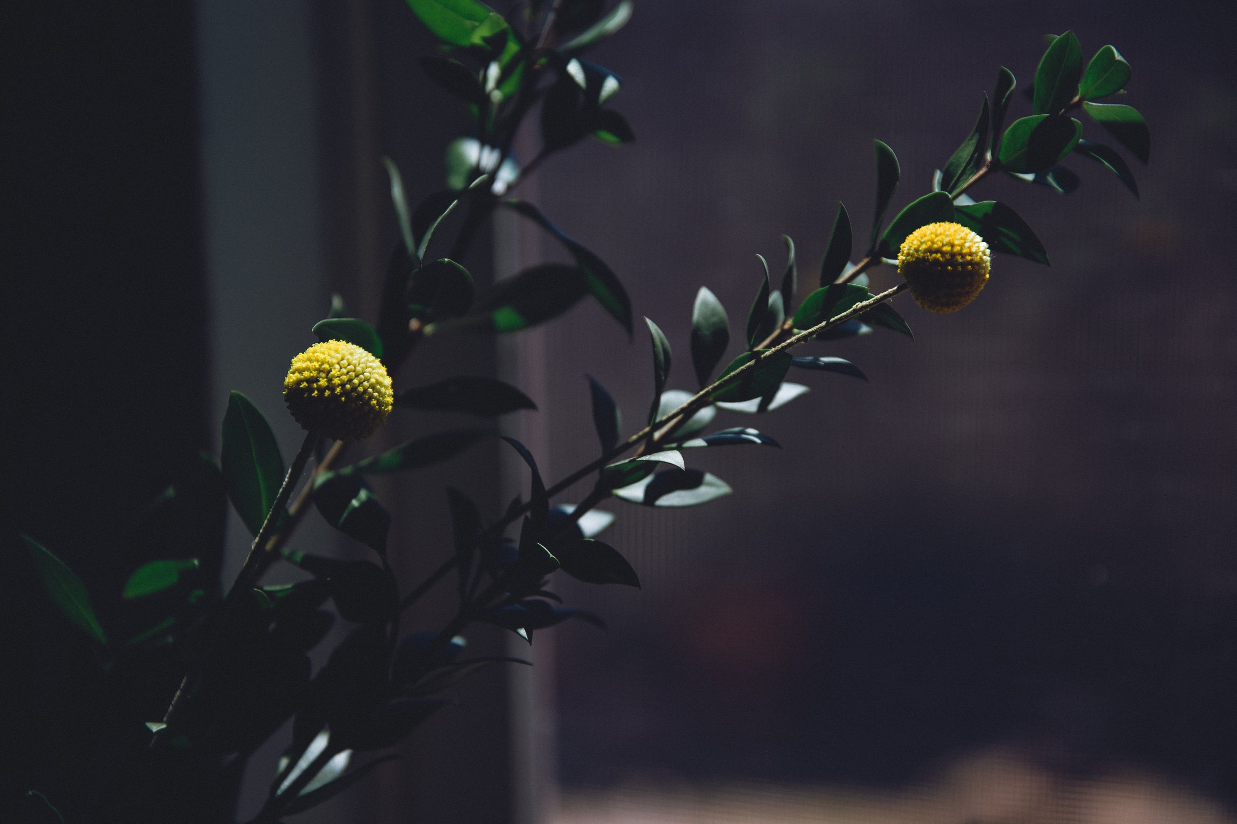 KCD19_StillLife_Flowers_4.9.2019-23.jpg