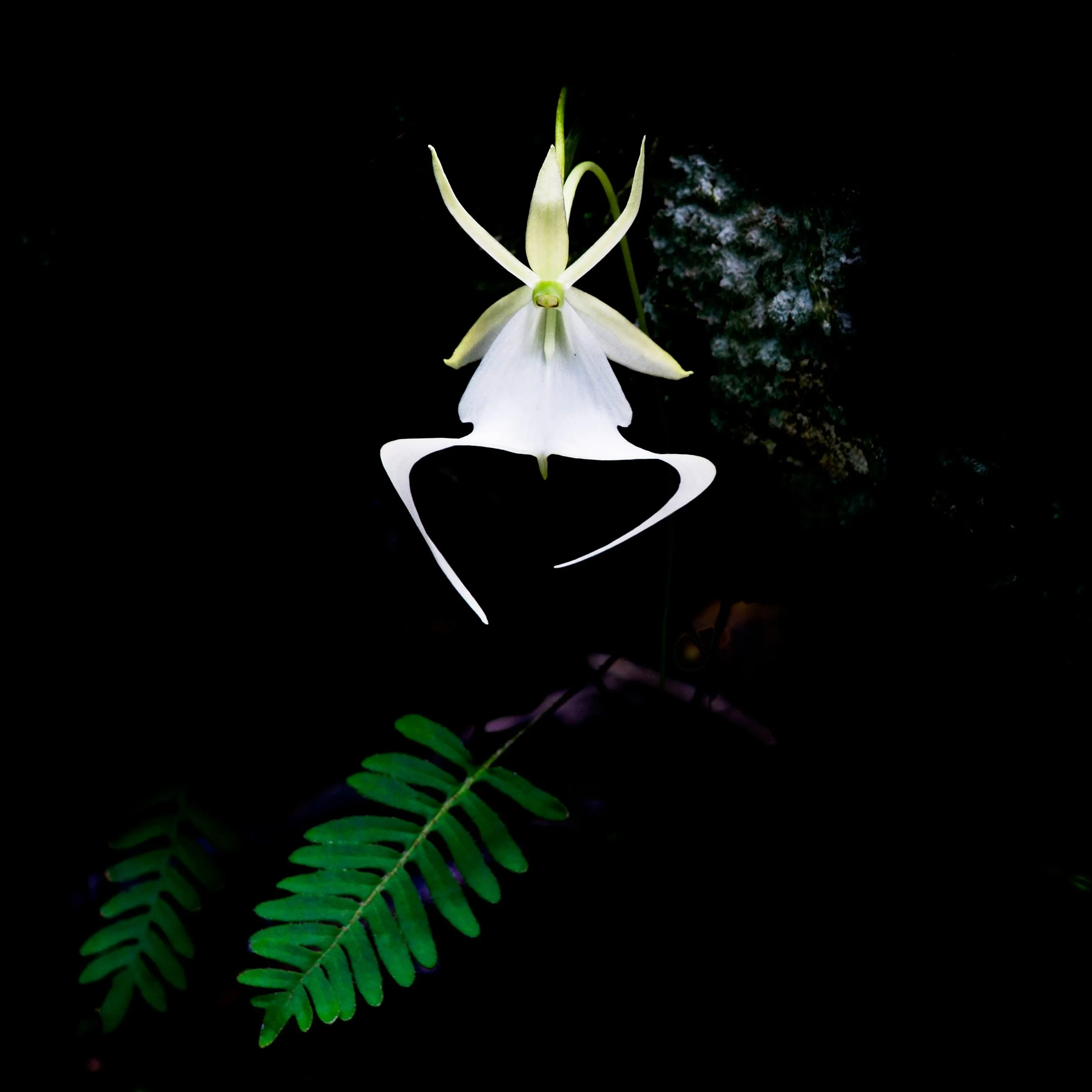 Ghost Orchid Abstract Color