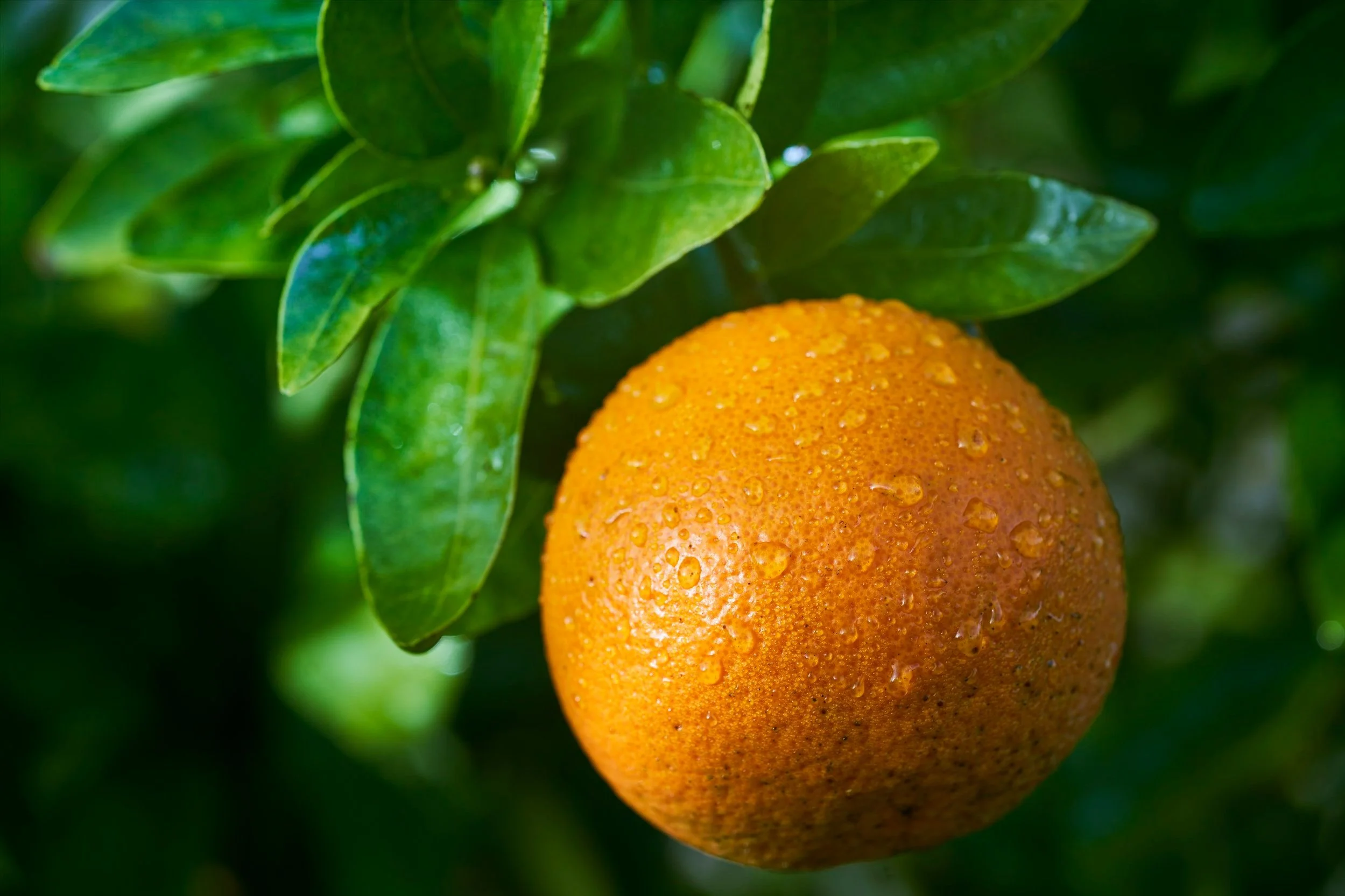 Florida Sunshine, Sweetened 1