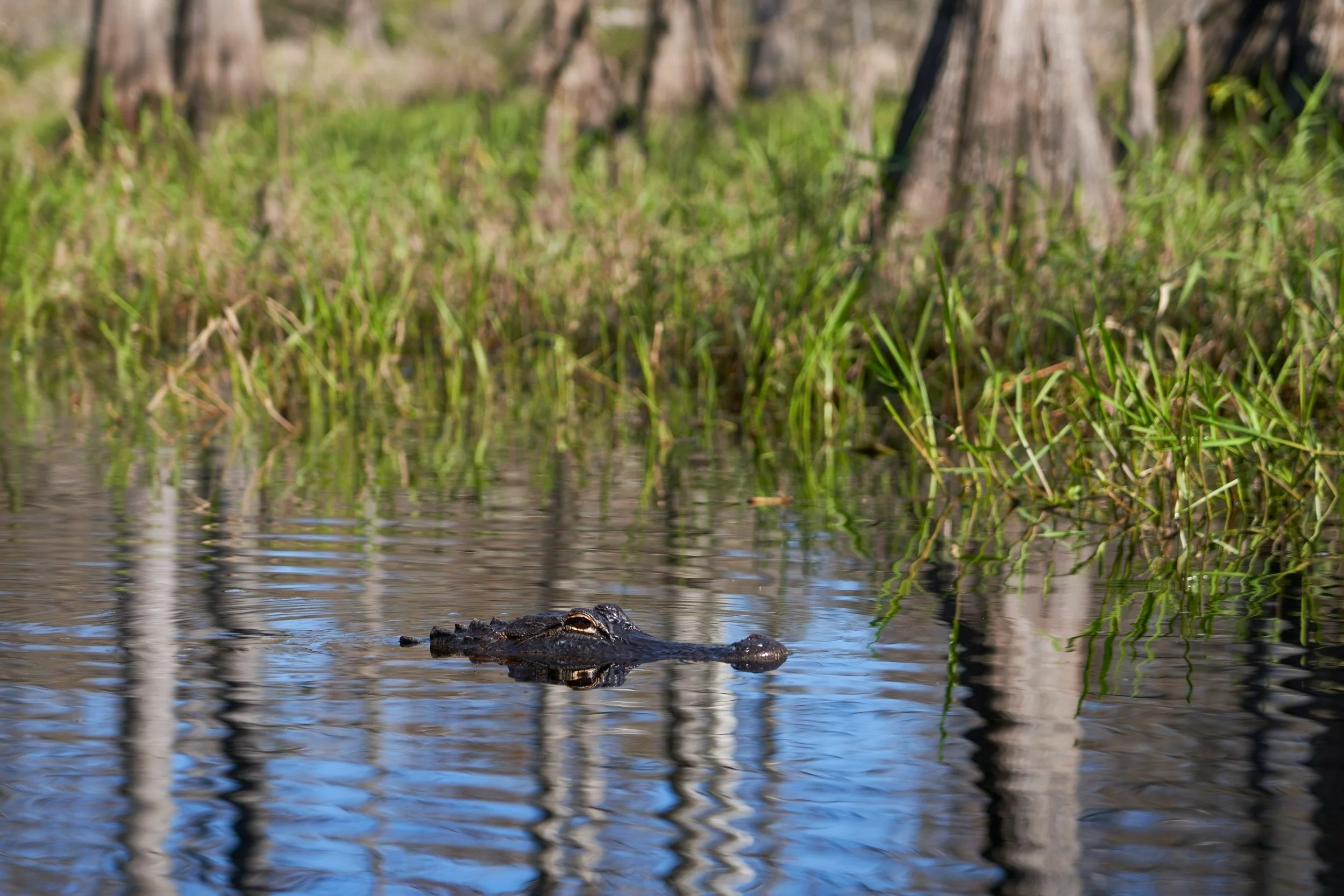 Blue Green Gator