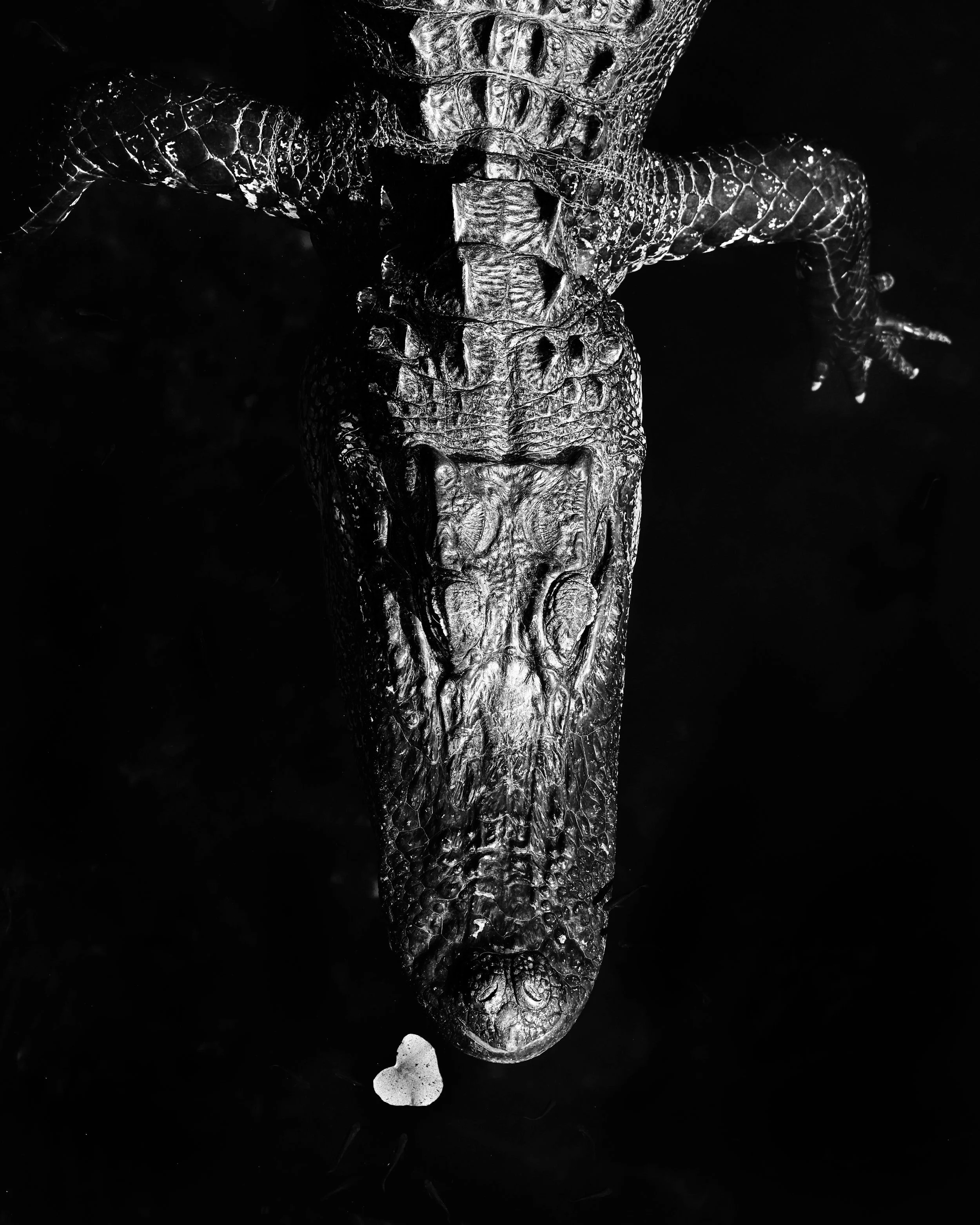 Gator Love 1