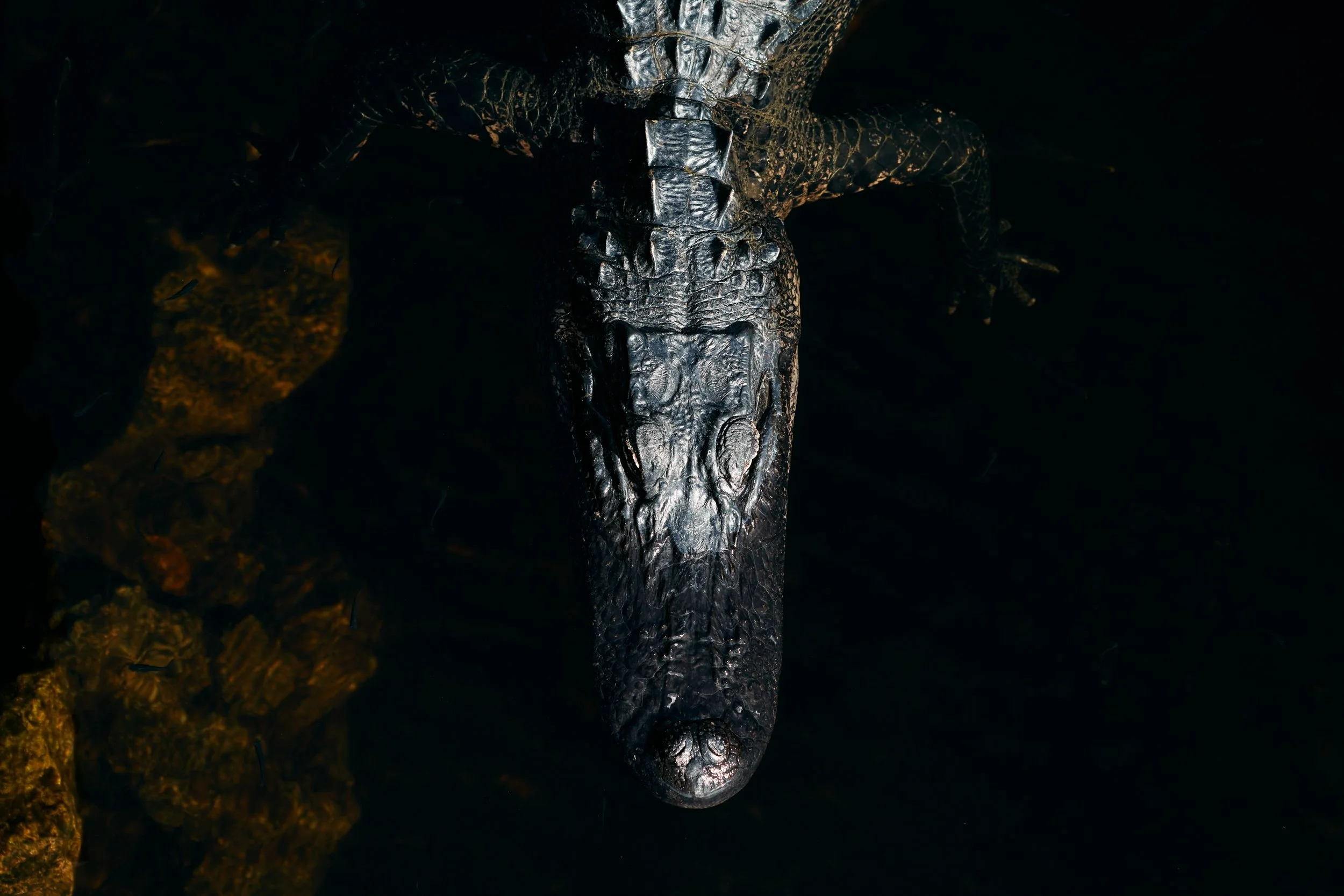Bird's Eye Gator
