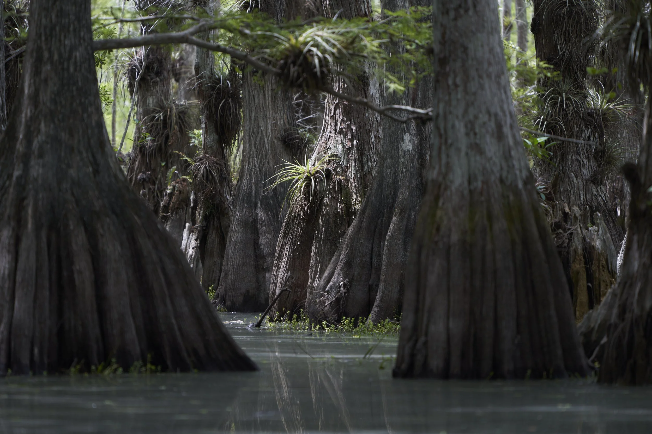 Cypress Garden
