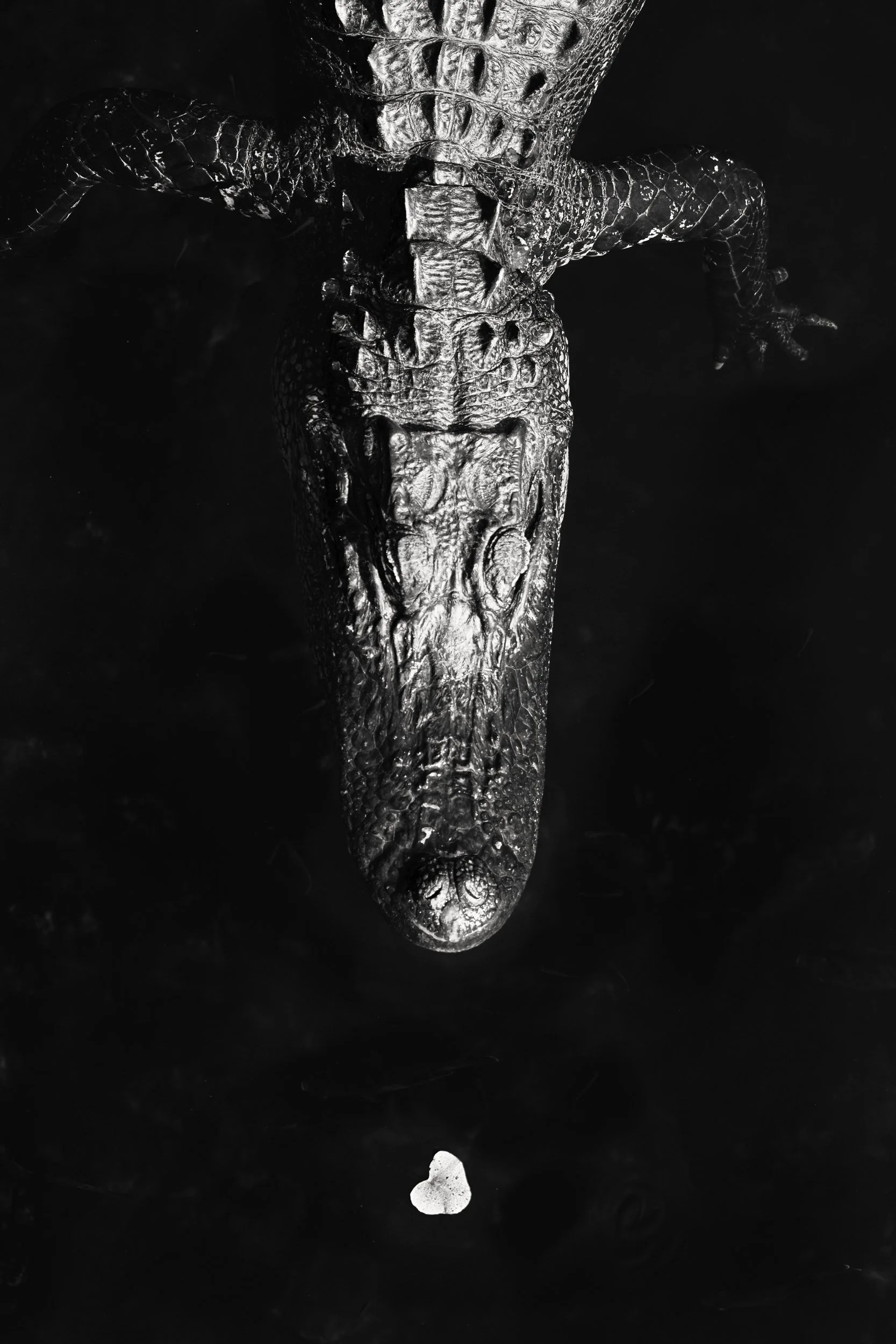 Gator Love
