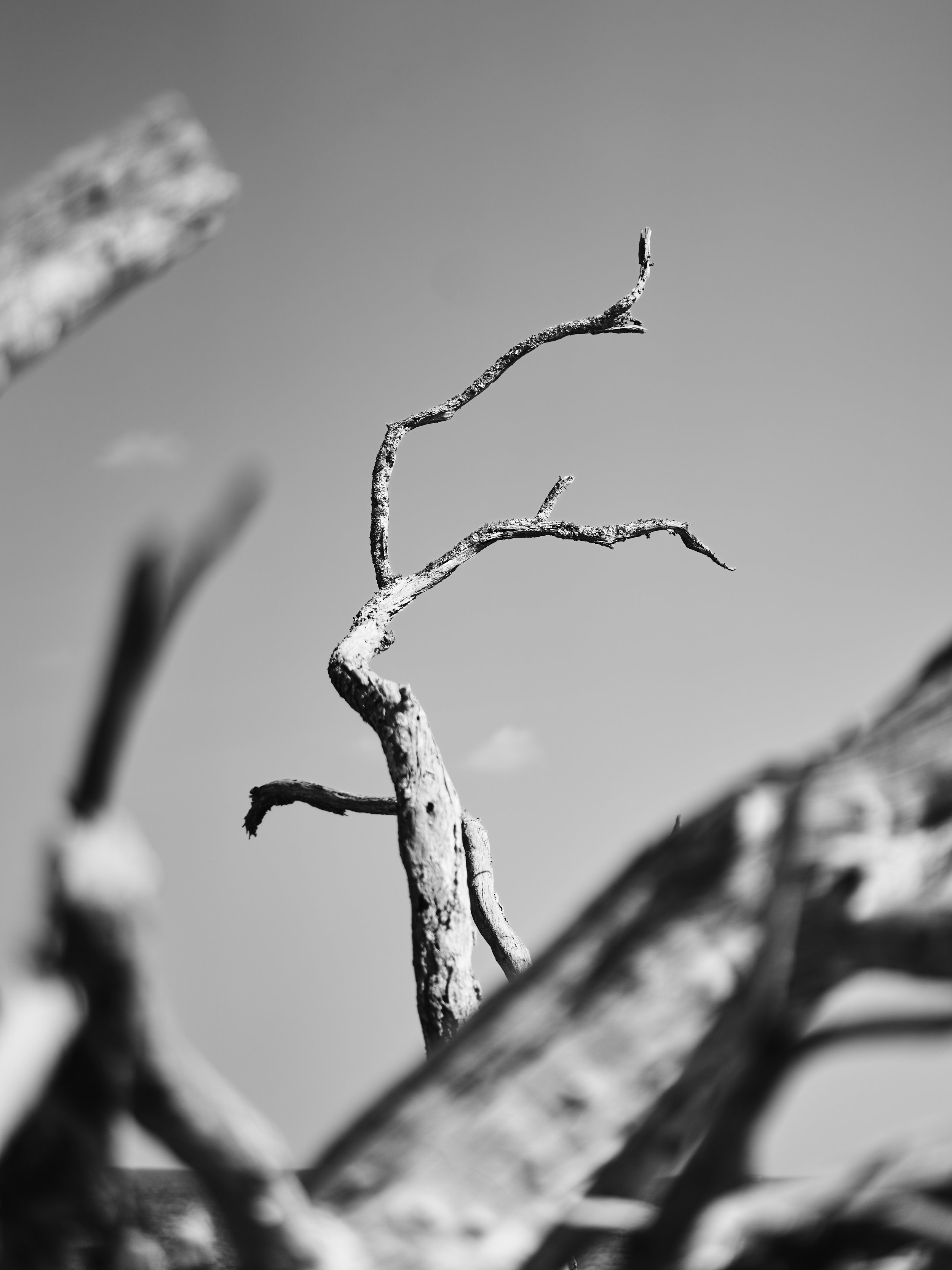 Big Talbot Island 2