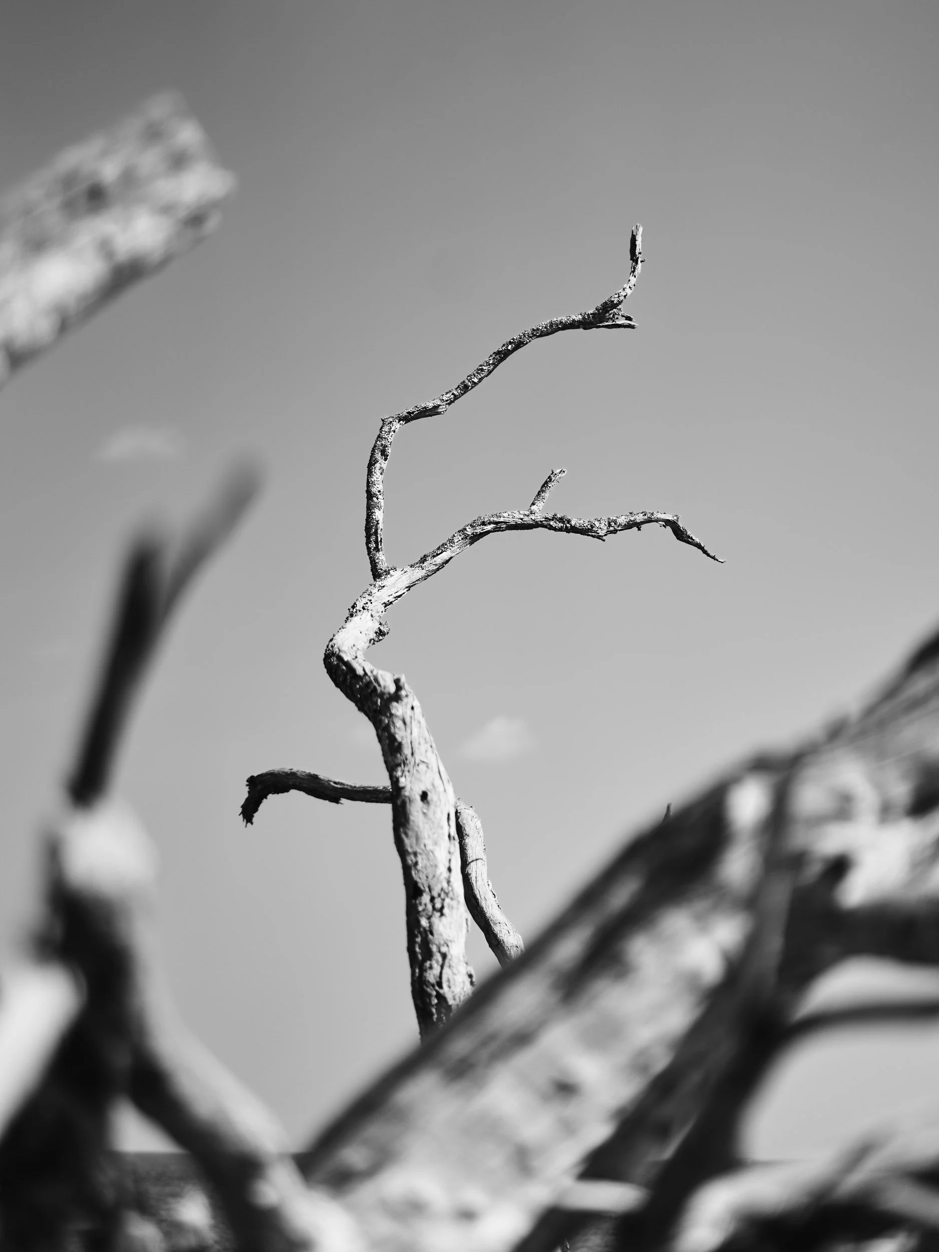 Big Talbot Island