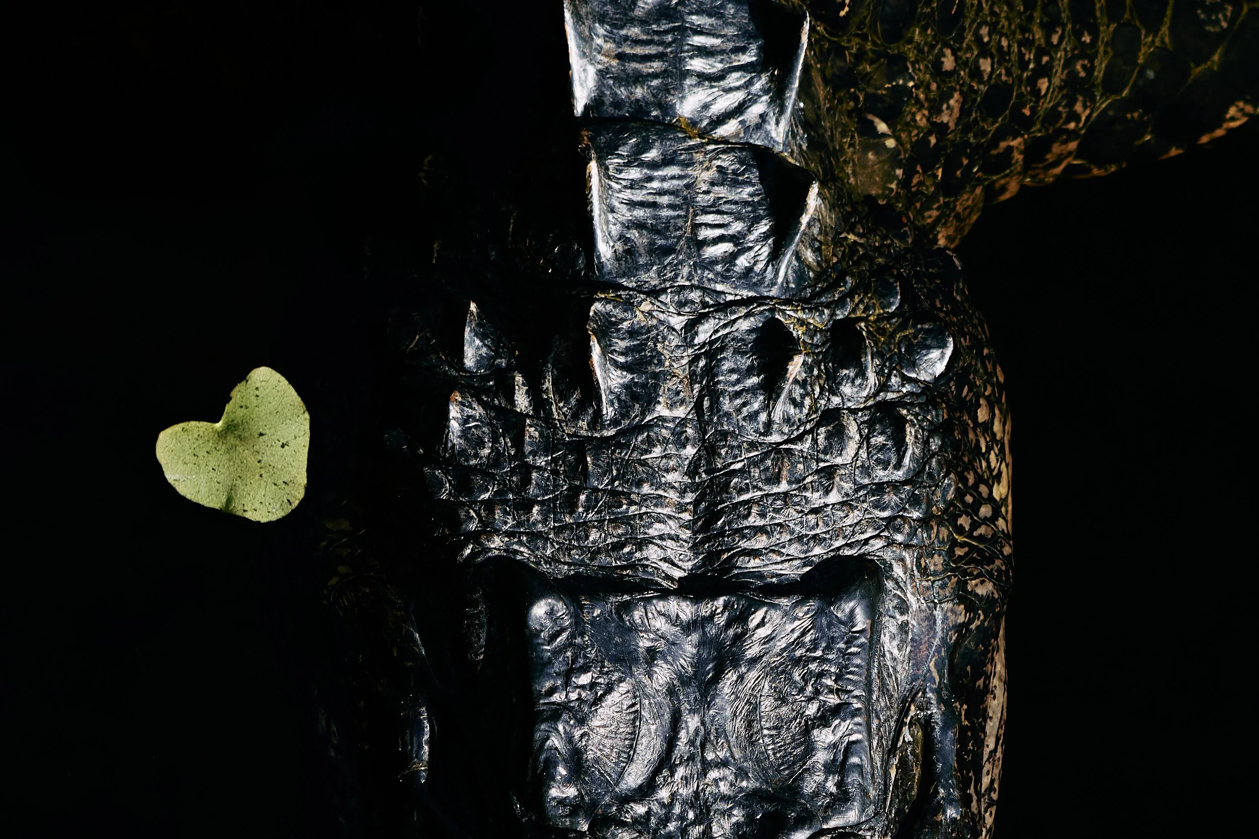 Gator Love 3