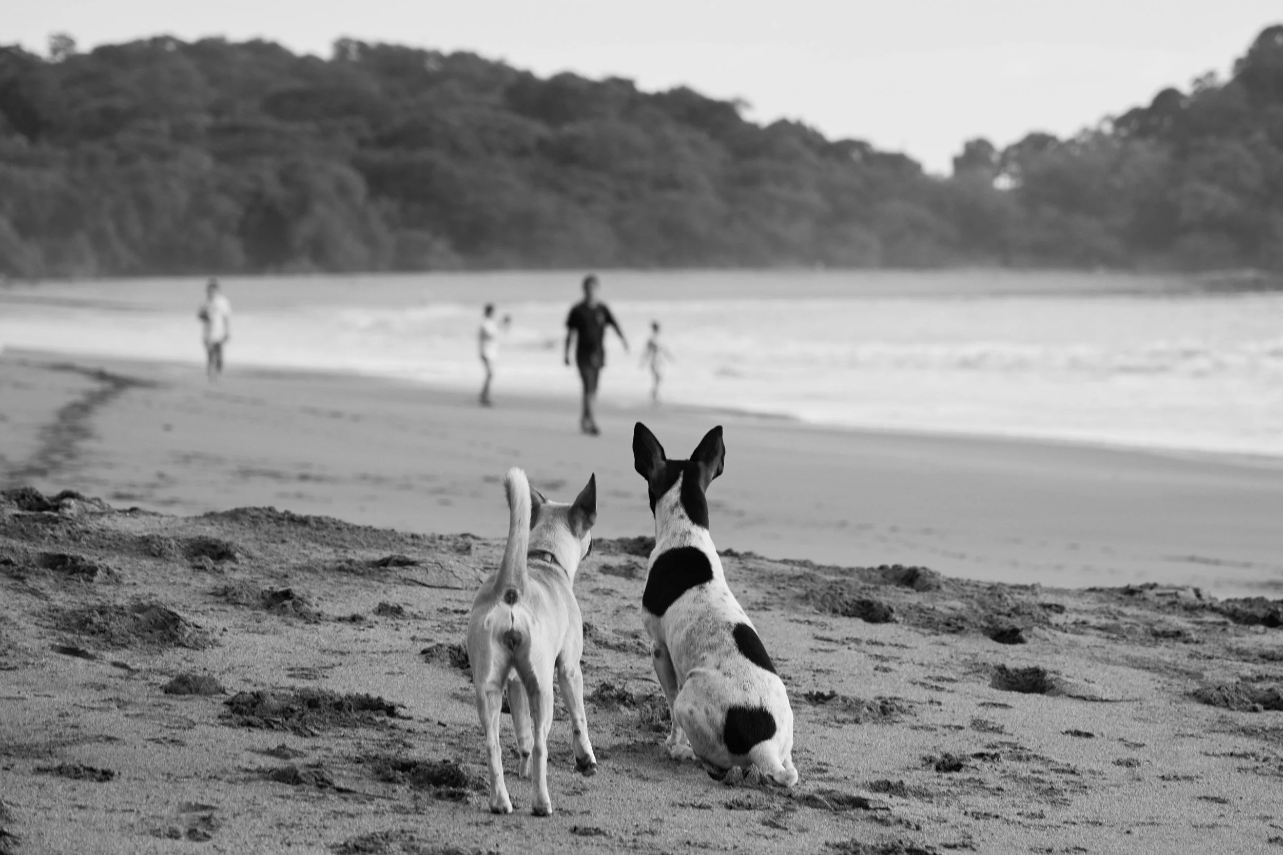 Dog Days