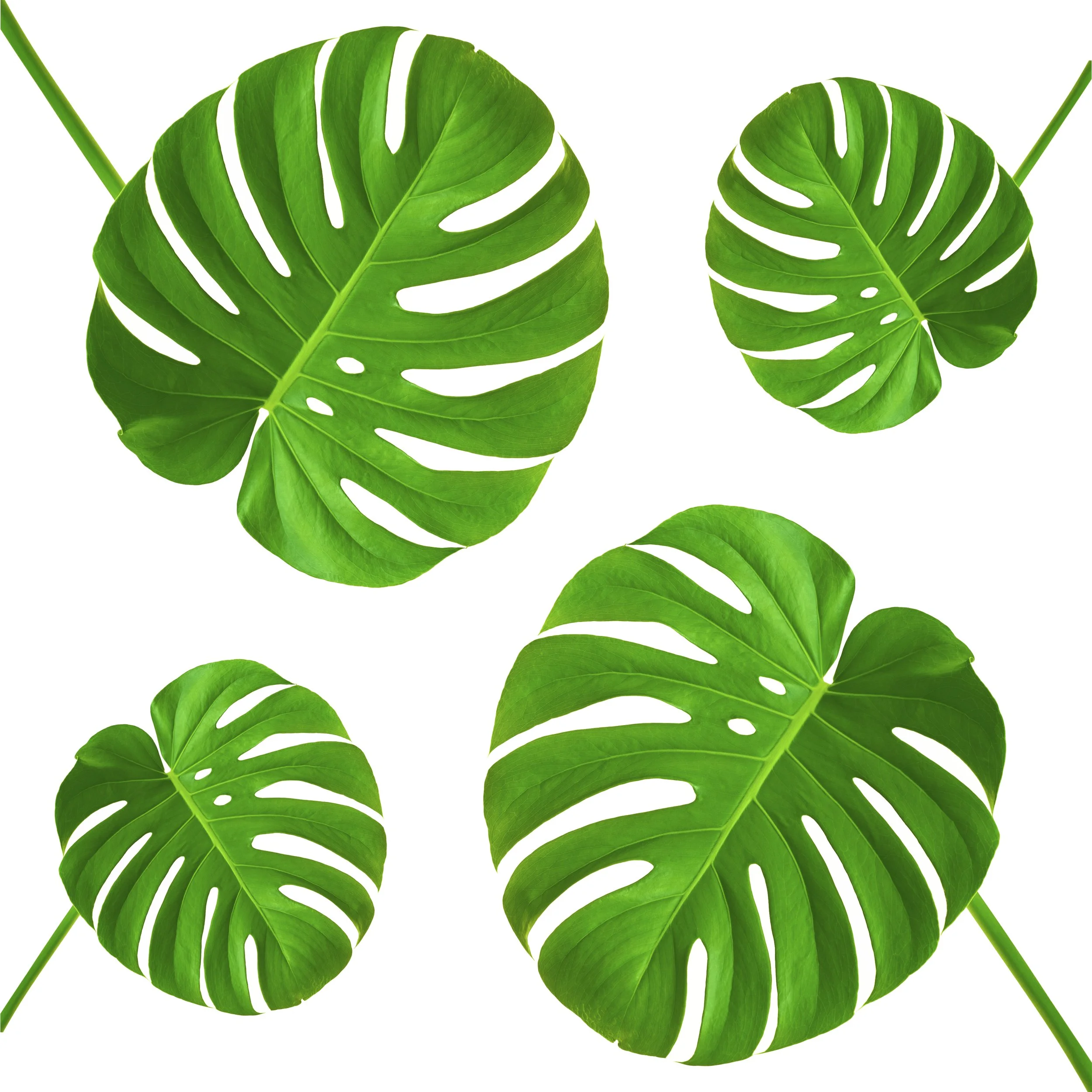 Monstera Repeating 2 White
