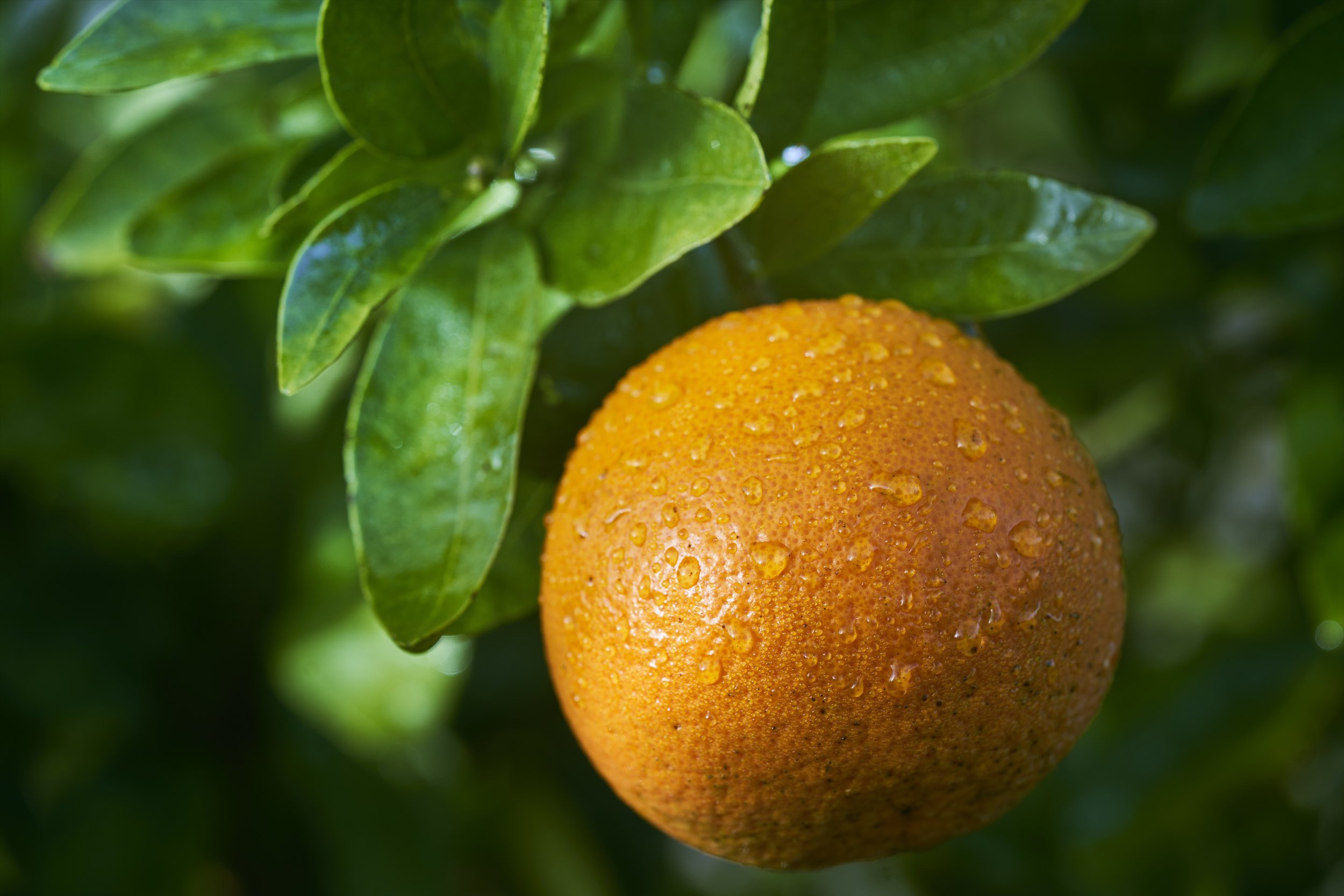 Florida Sunshine, Sweetened