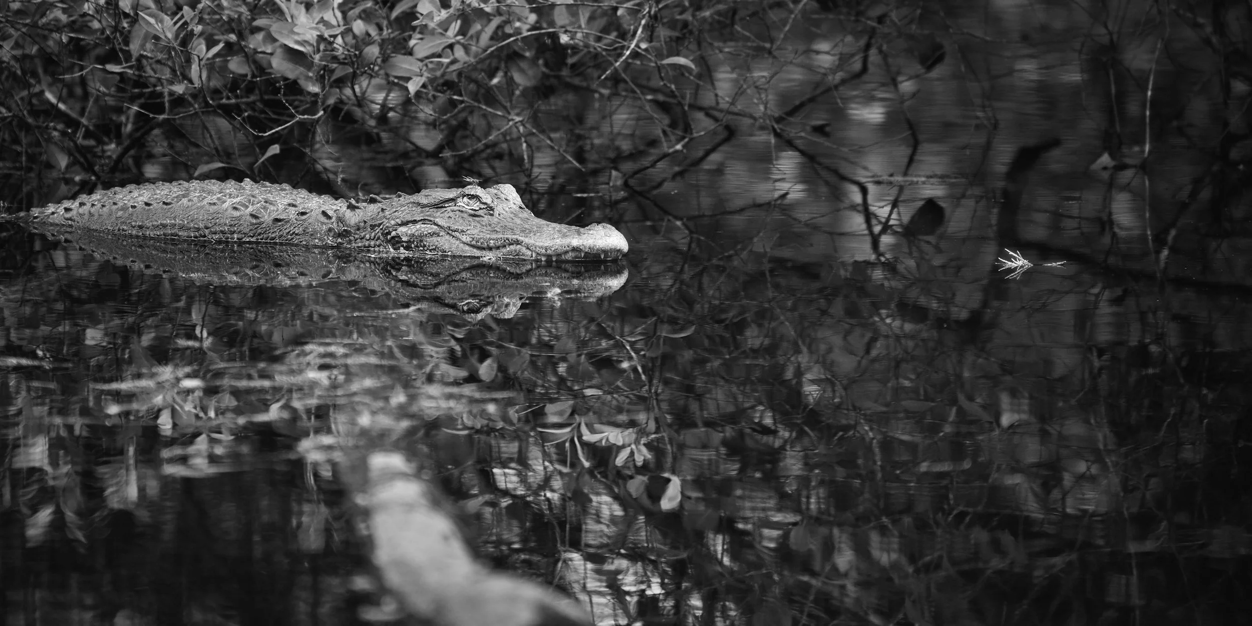 Gator Hitchhiker