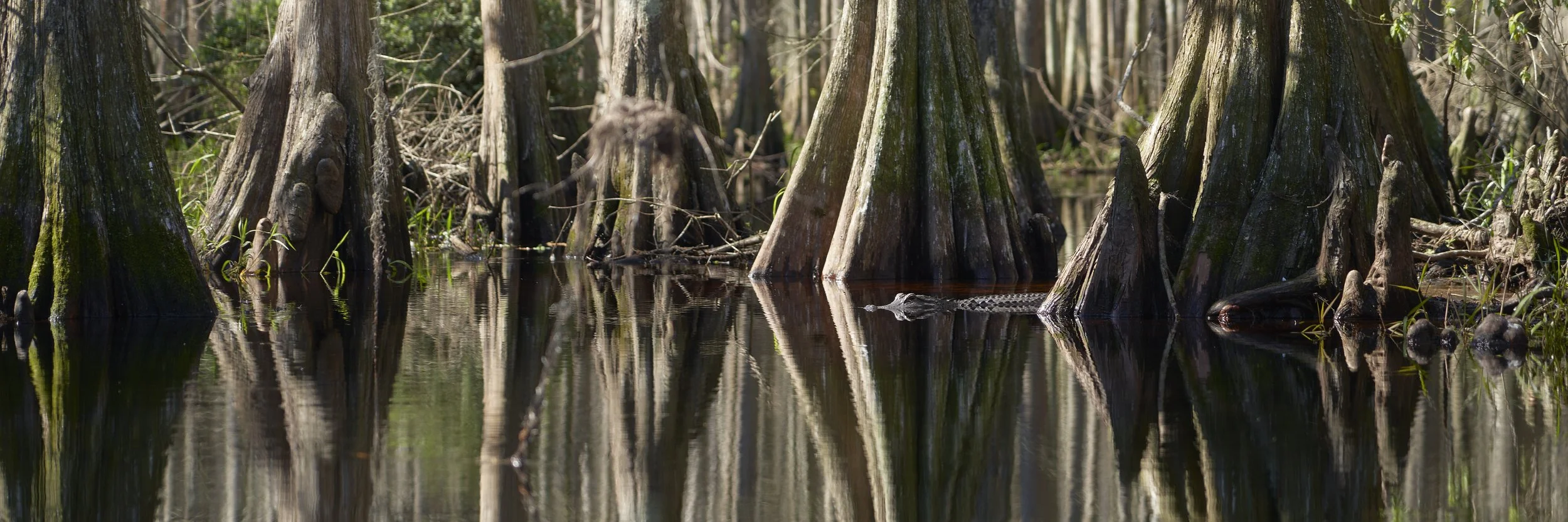 Panorama of a gator in still water in Fisheating Creek. 