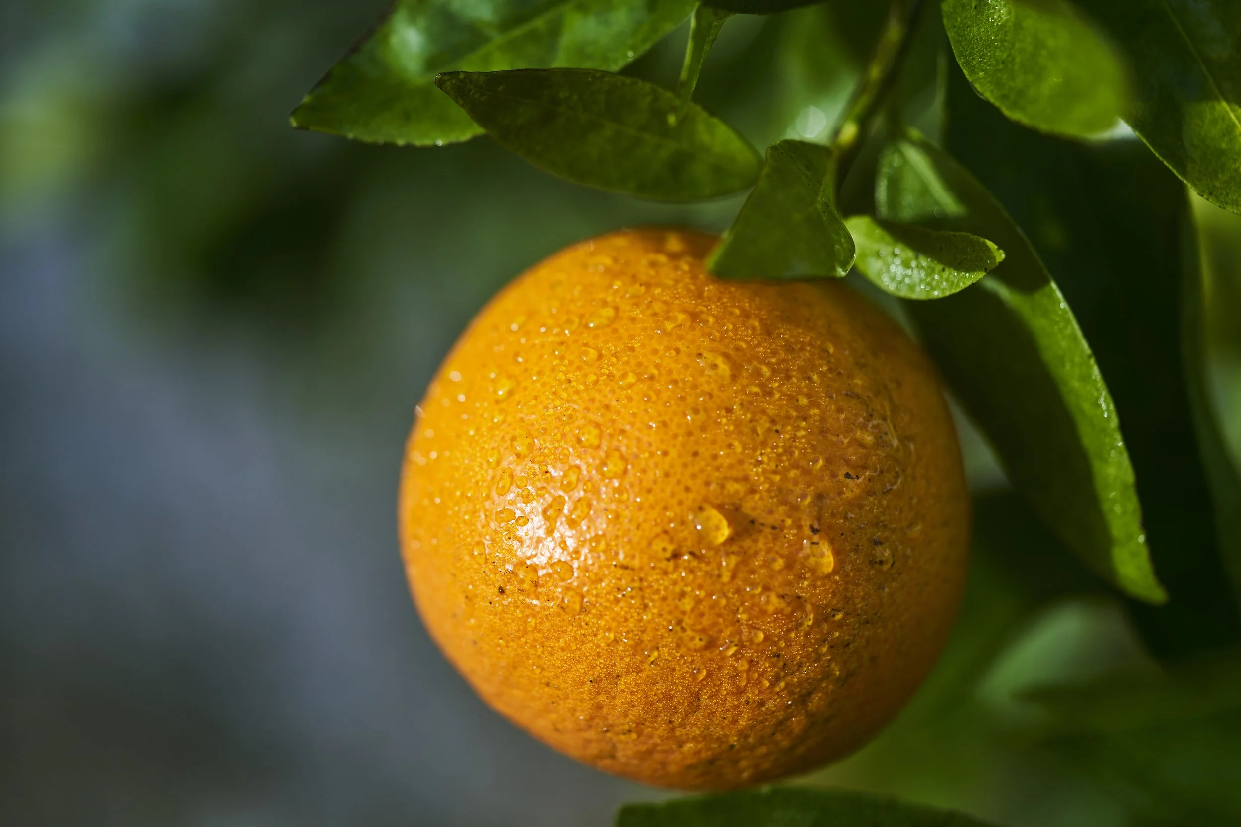 Florida Sunshine, Sweetened 2