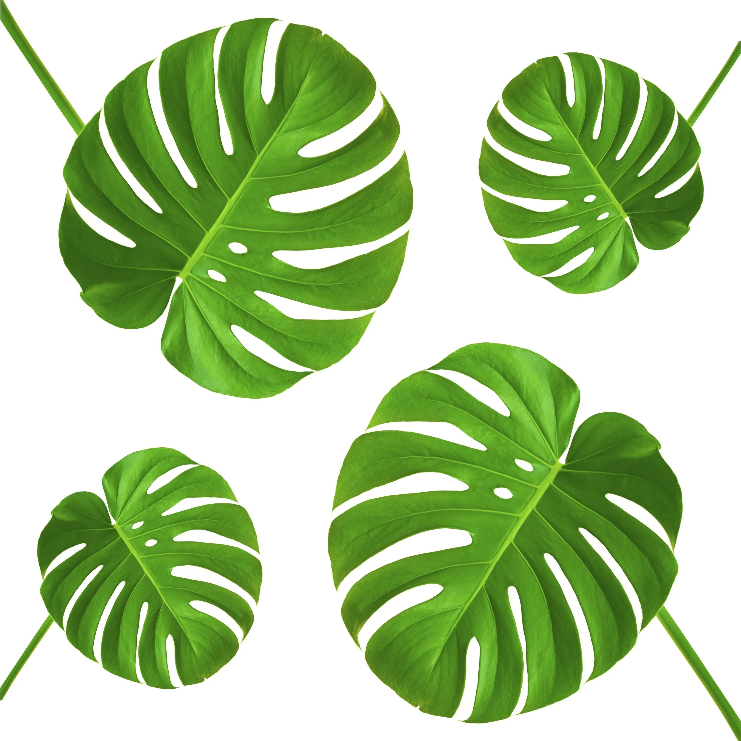 Monstera, Repeating