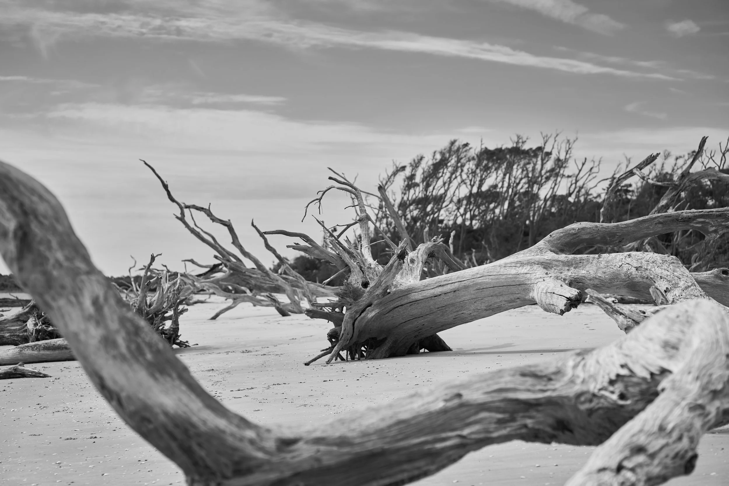 Big Talbot Island 1