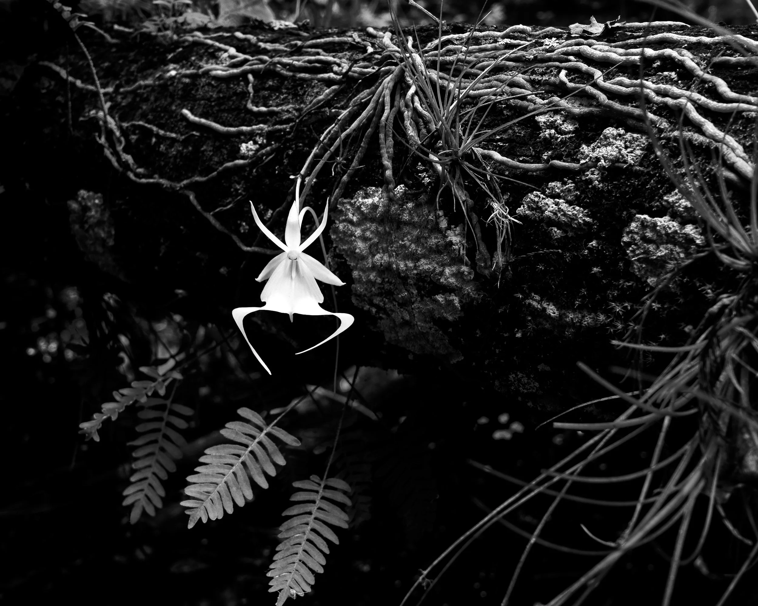 Ghost Orchid