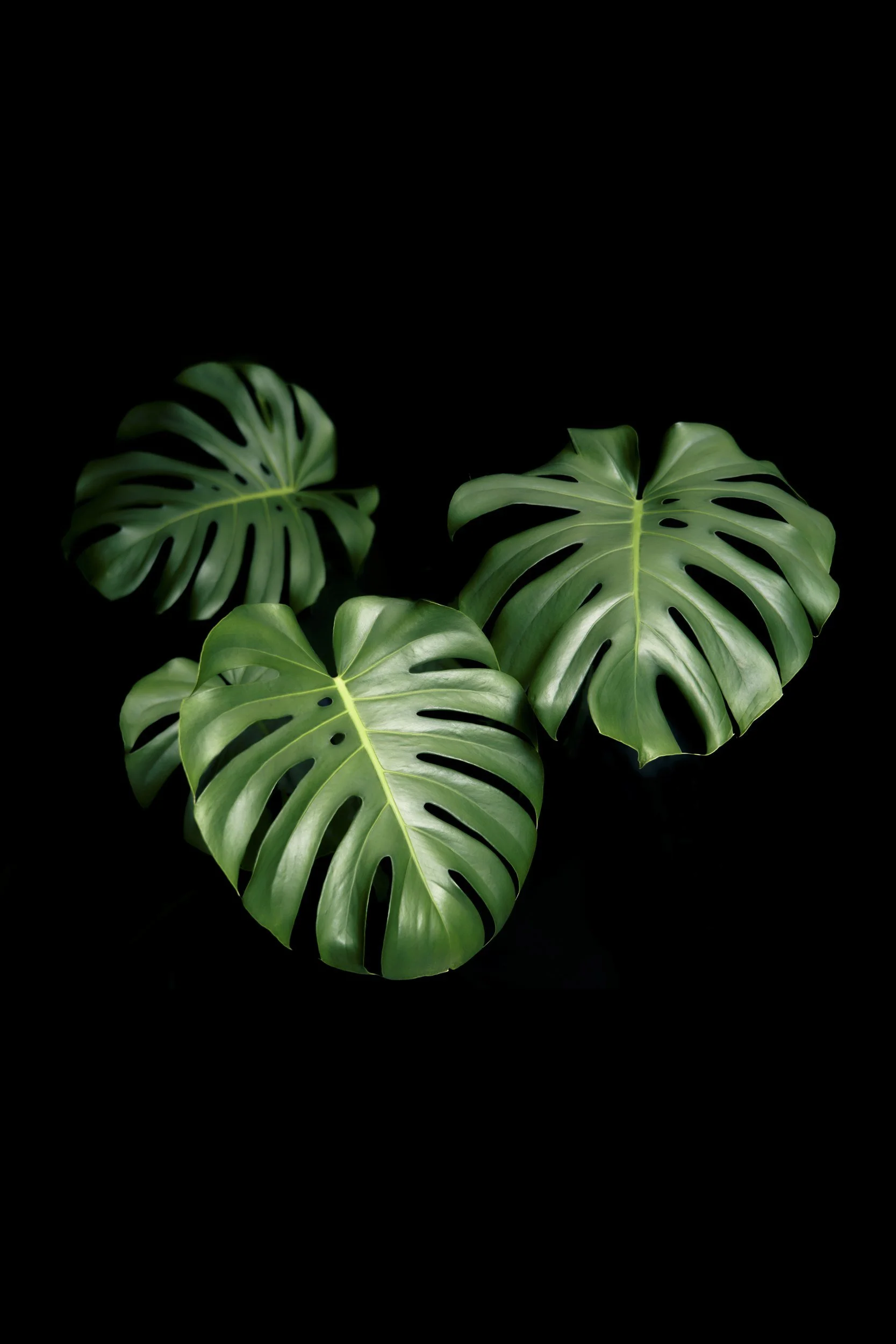 Monstera in Memory