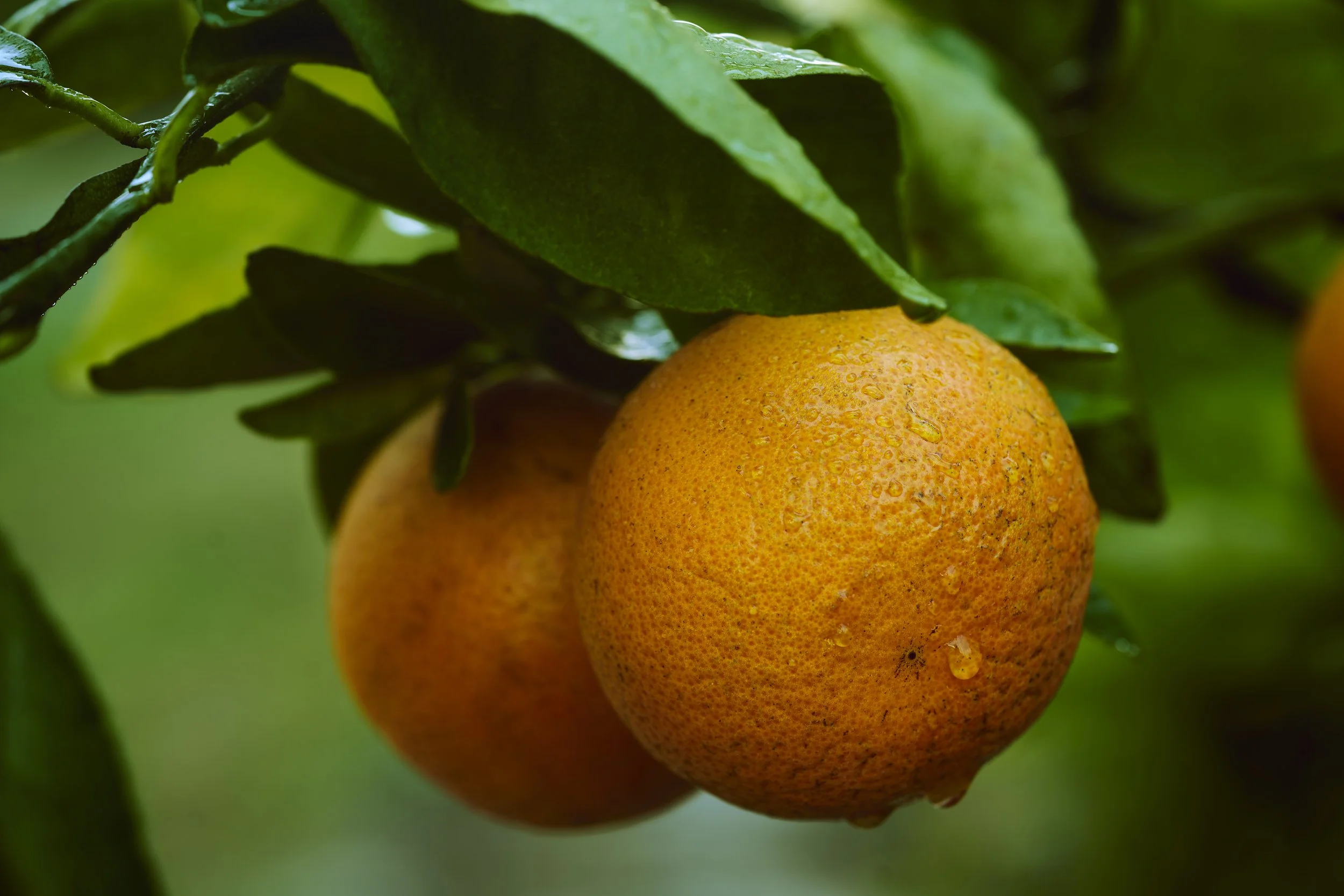 Florida Sunshine, Sweetened 3