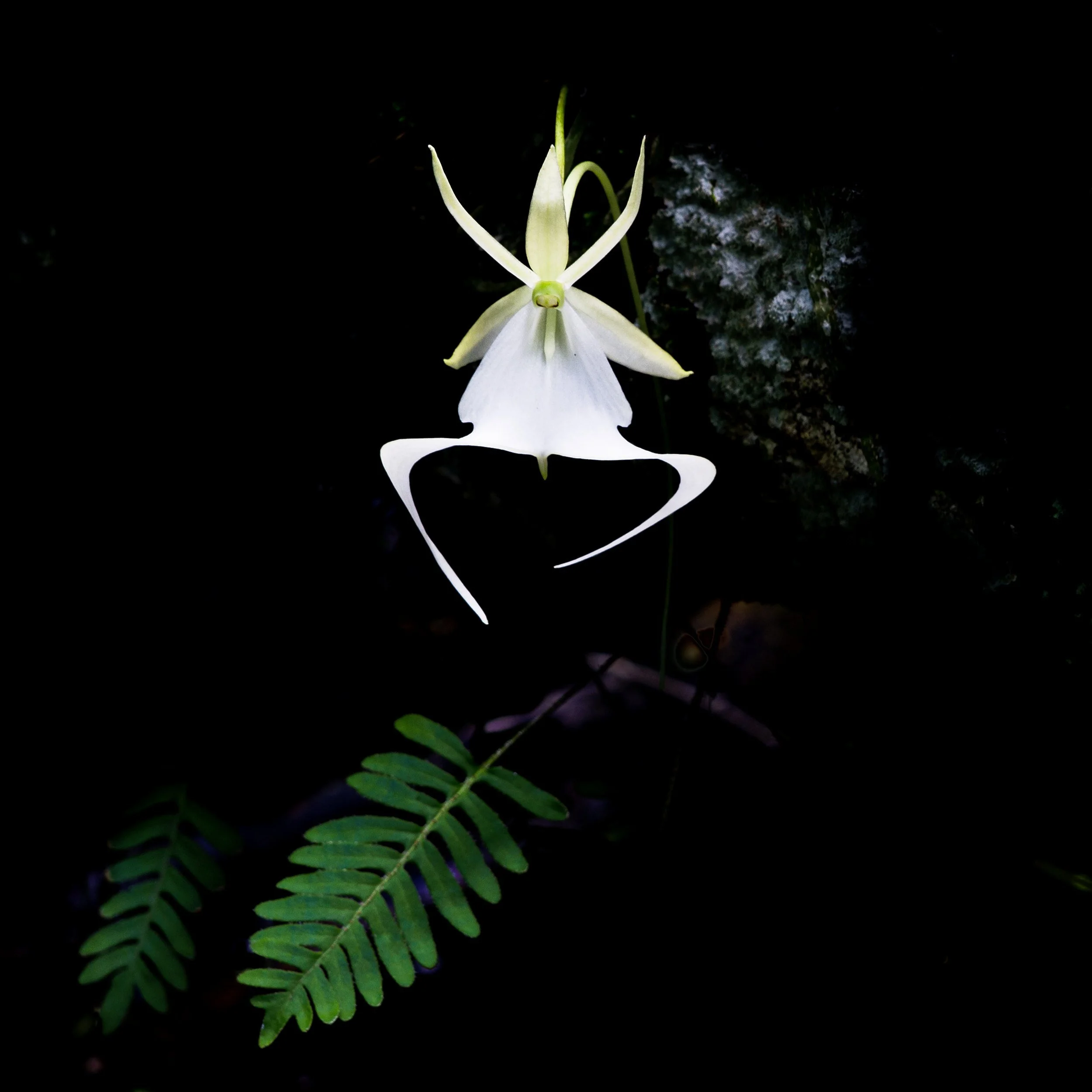 Ghost Orchid, Abstract Color