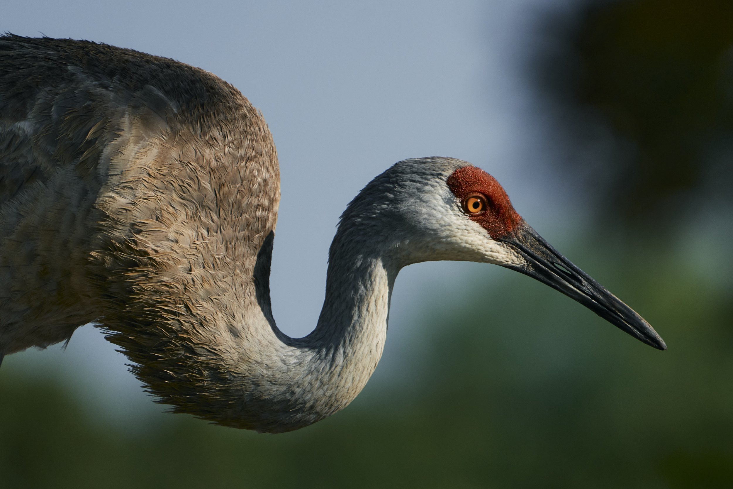 Sandhill Crane