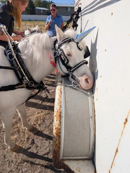 Kelpie feeling dramatic at the Spud Day Parade 2025