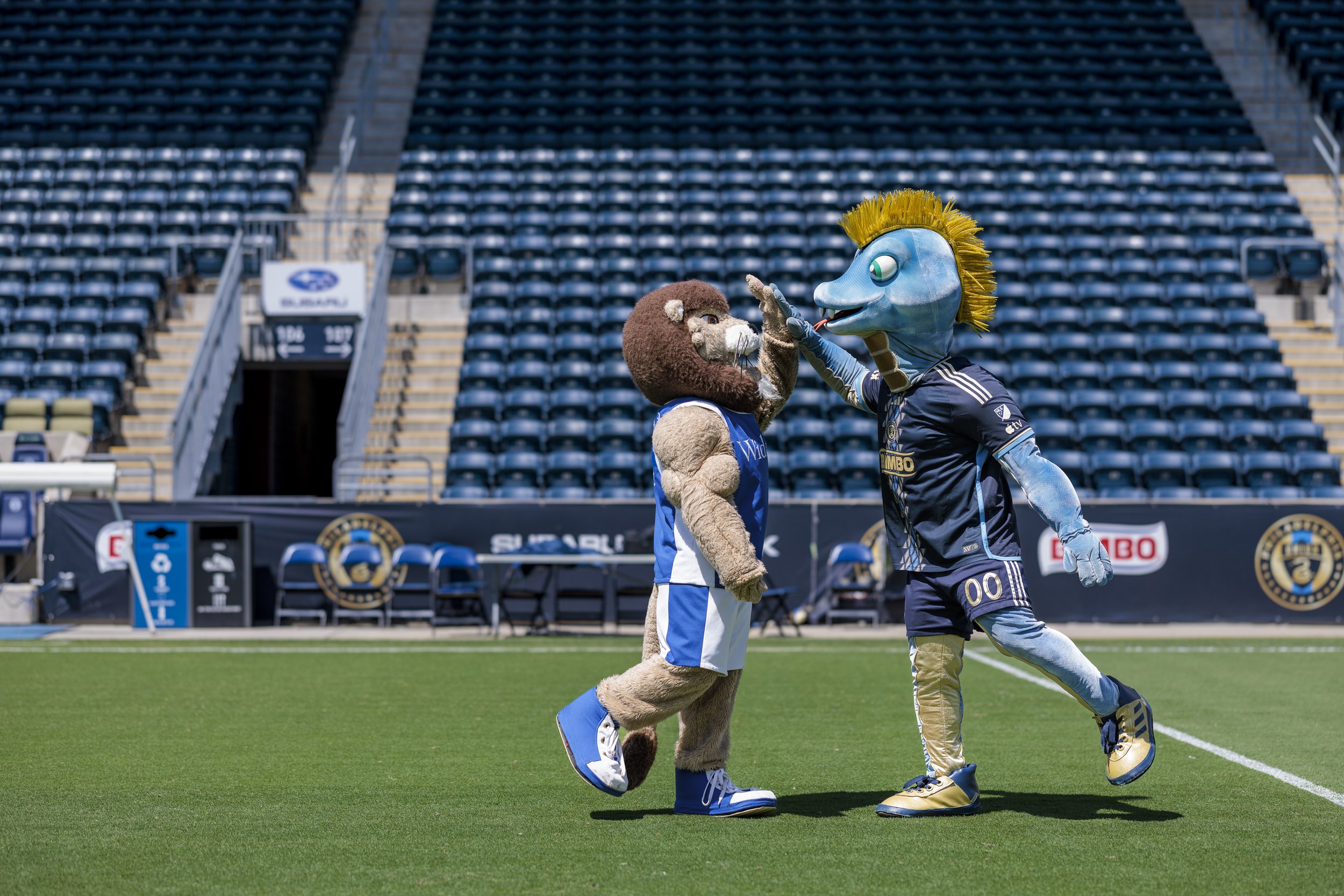 "Phang and Chester, mascots of the Philadelphia Union and Widener University, respectively, showcase their enduring partnership! As the Official University of the Philadelphia Union, Widener University and the Union have a strong bond, and Phang and