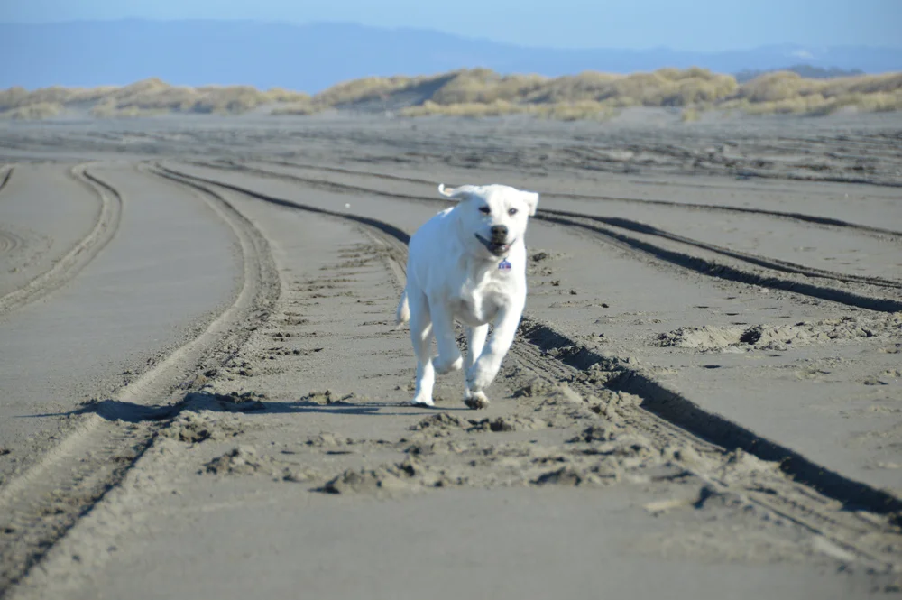 Your dogs will thank you for bringing them here. 