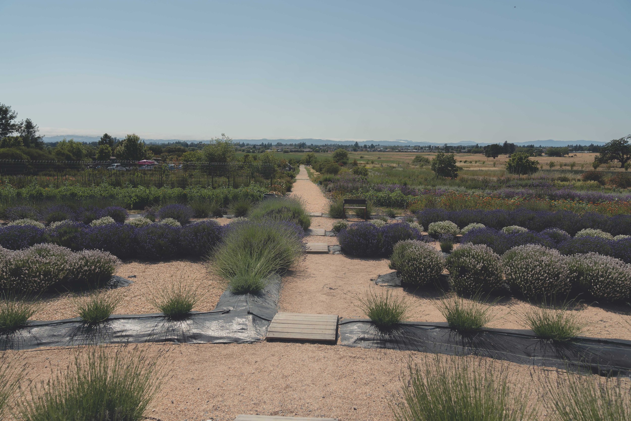Lavender fields photographed near the Sonoma wedding location.

