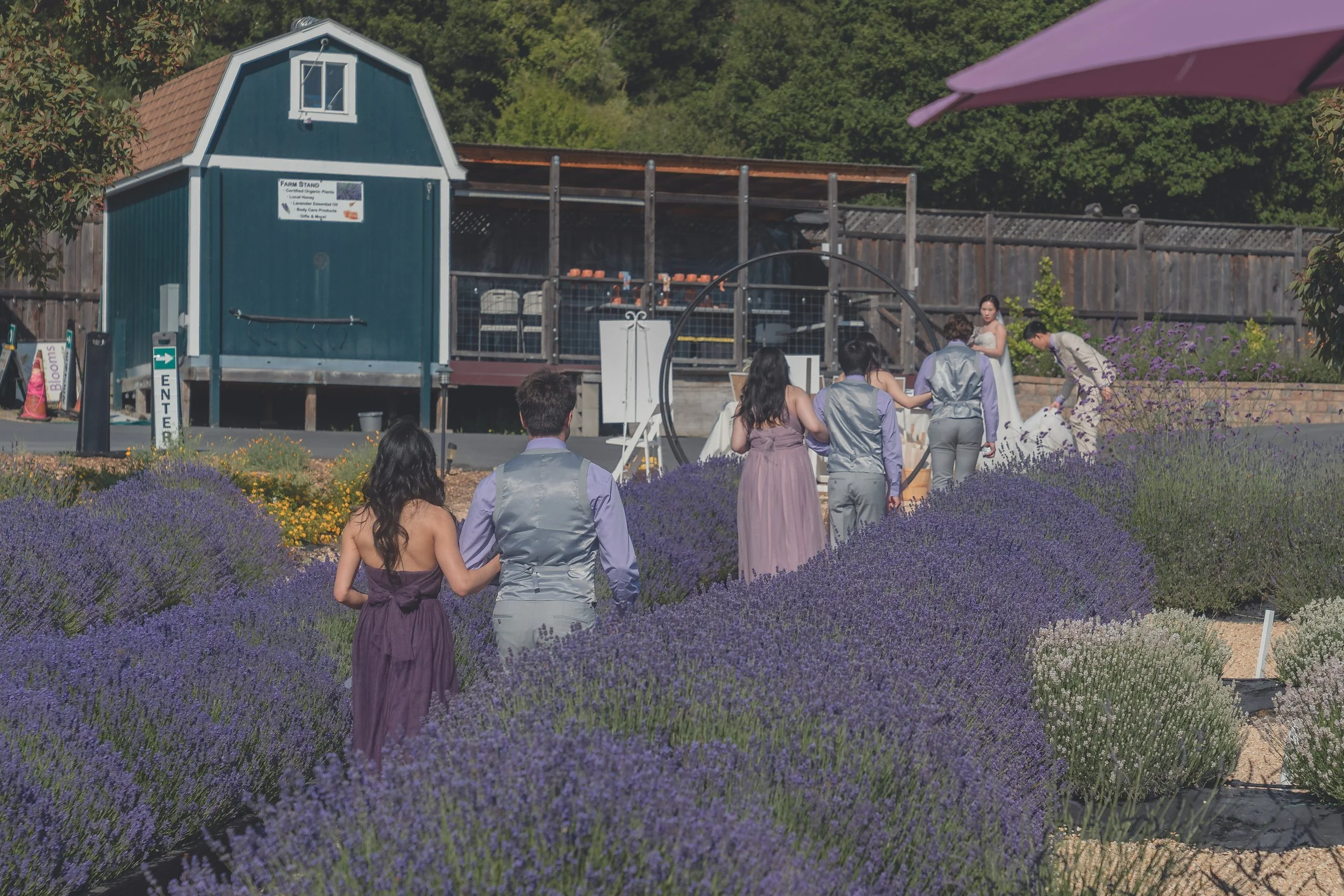 Guests walking through lavender fields following the ceremony at a Sonoma wedding.