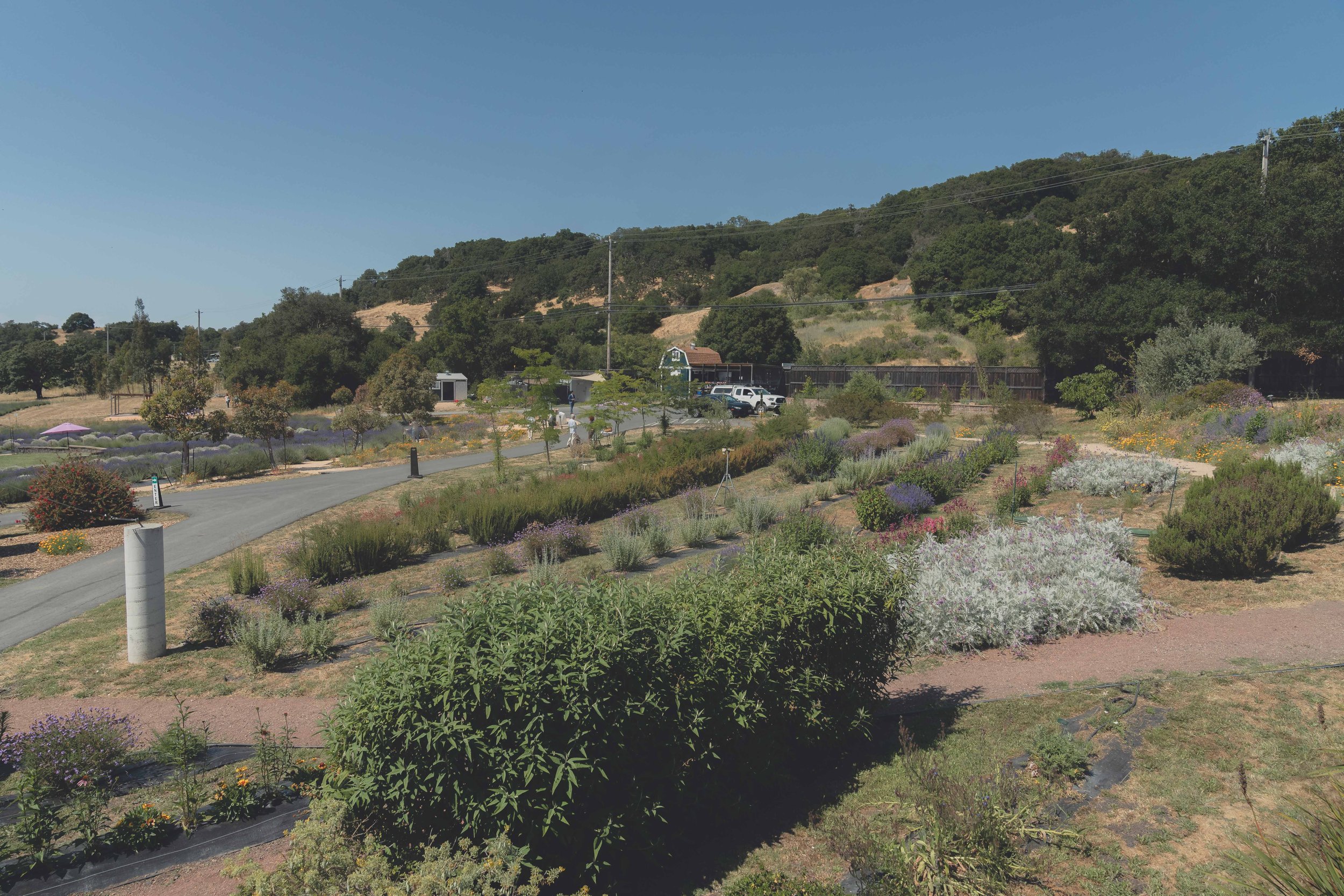 California wine country landscape photographed during a Sonoma wedding.
