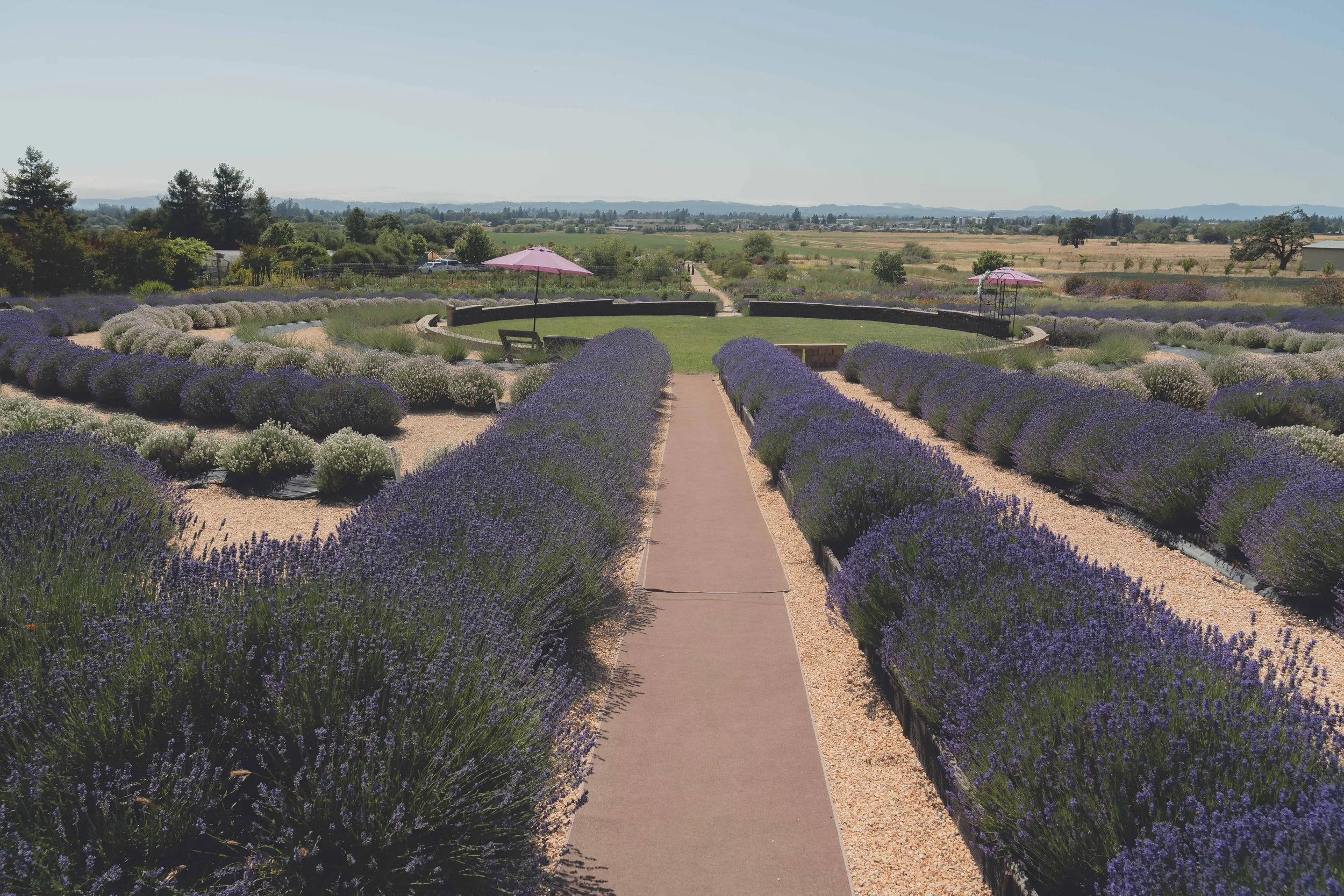 Vineyard surroundings photographed in natural light during a Sonoma wedding.
