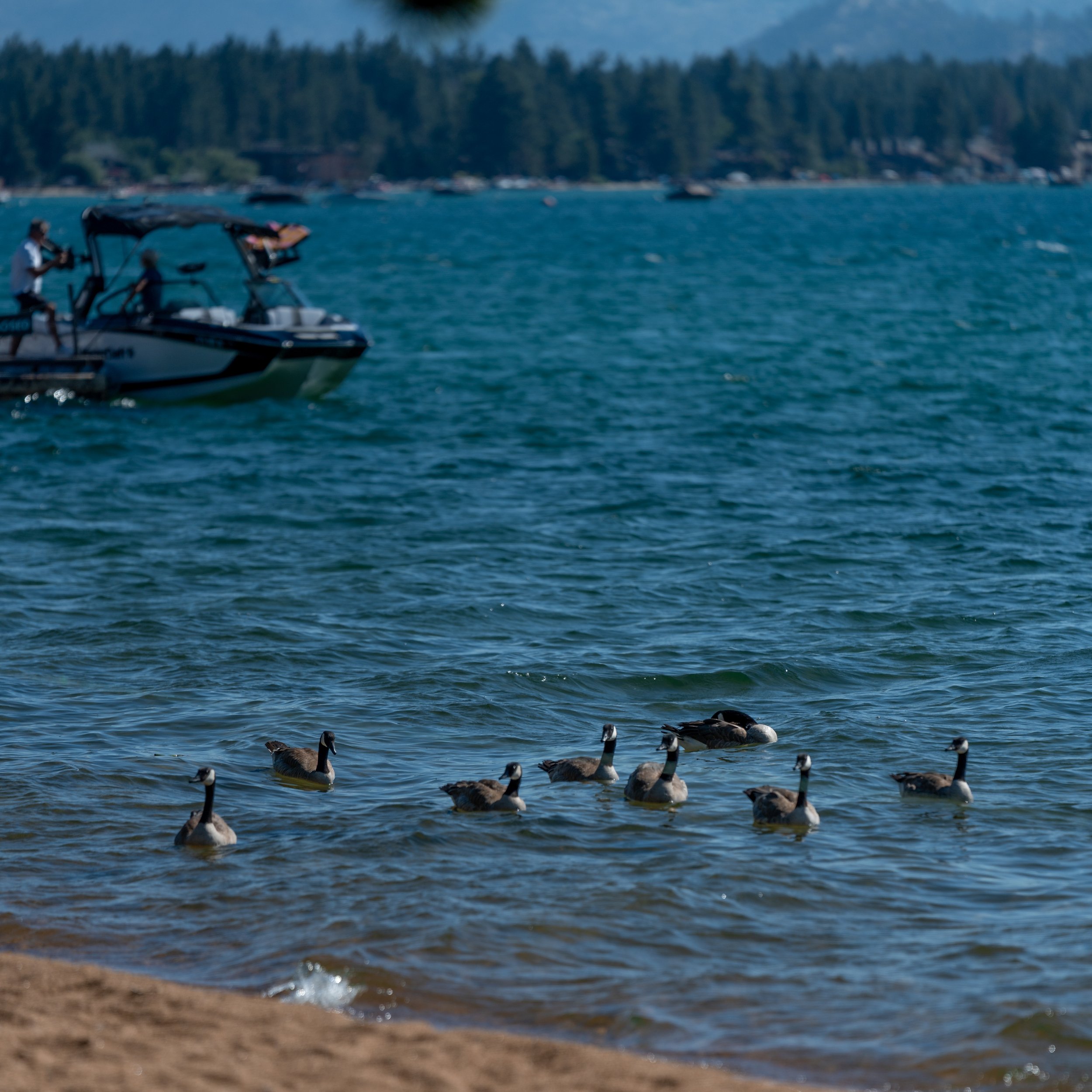 Group of ducks swimming near the shore with a motorboat in the background on a lake.