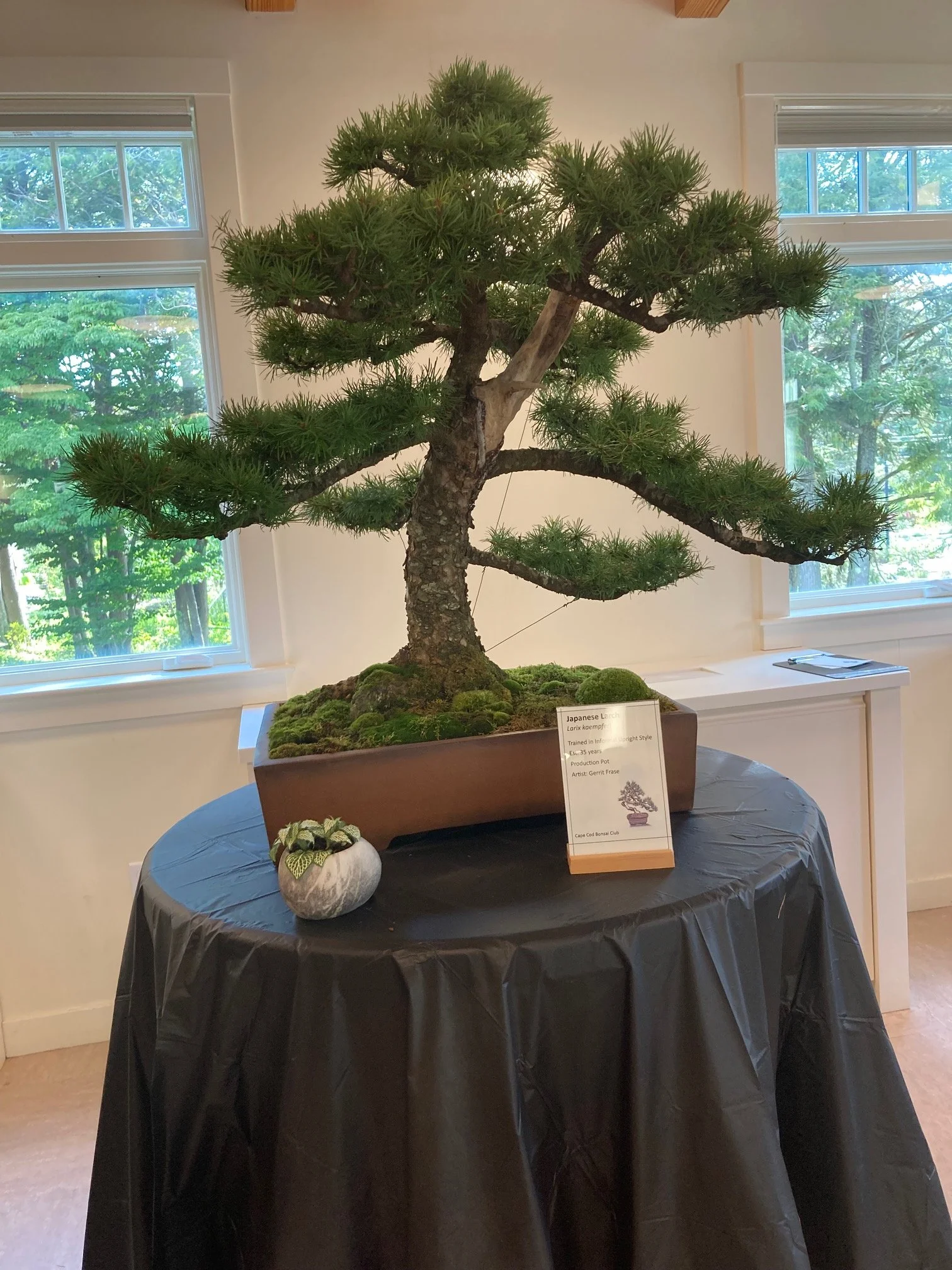 Japanese Larch Informal Upright.jpeg