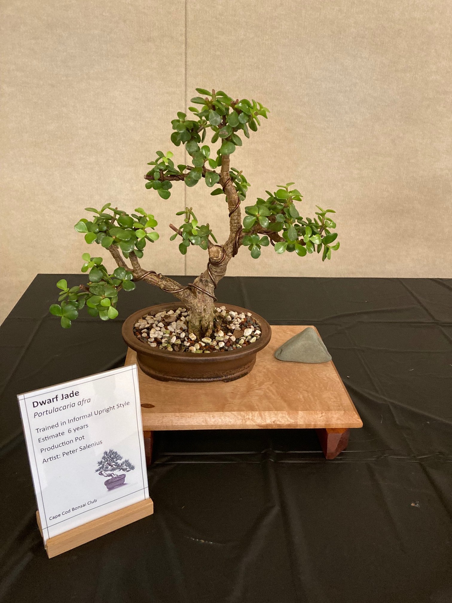 Dwarf Jade.jpeg