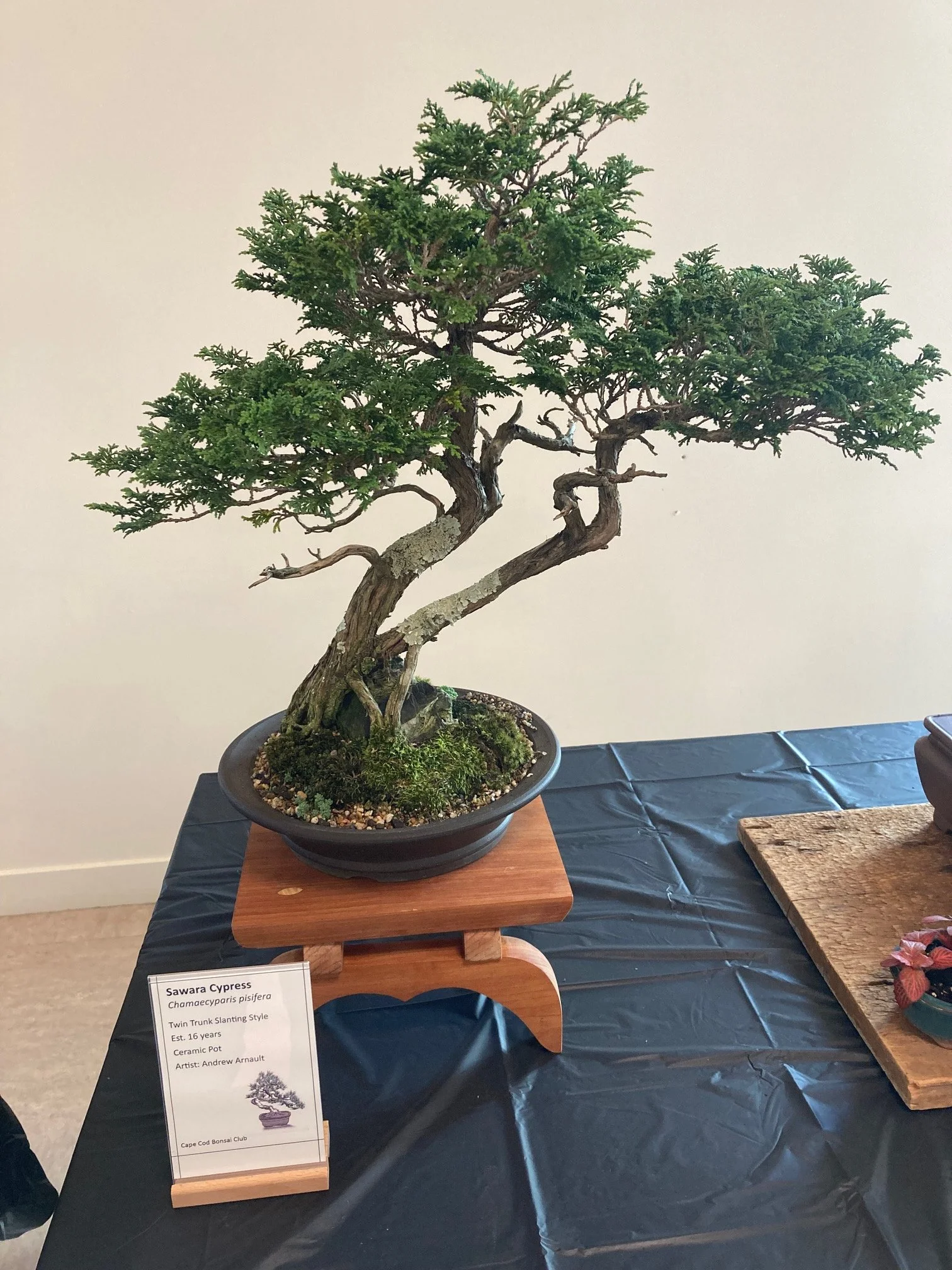 Sawara Cypress.jpeg