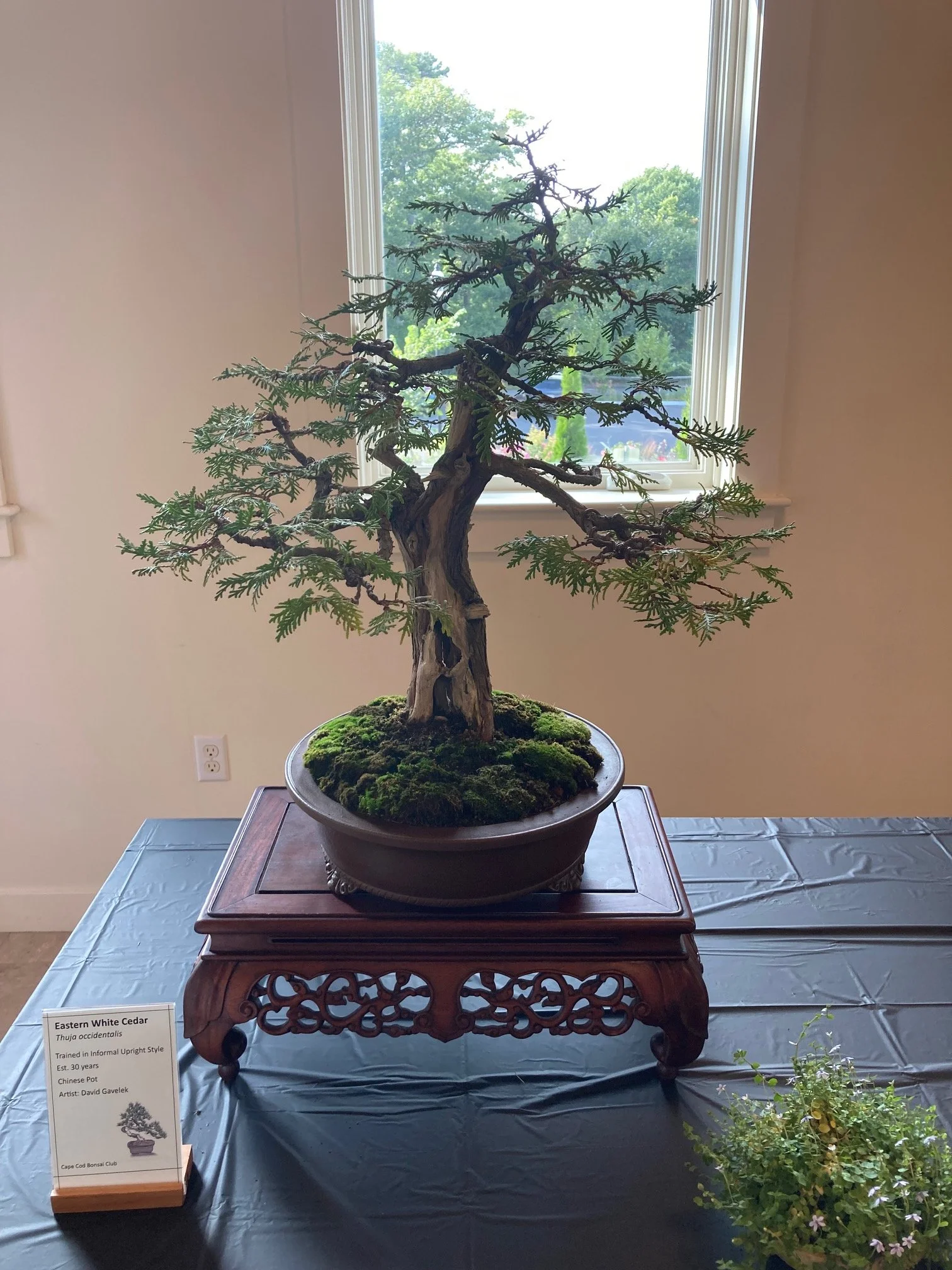Eastern White Cedar.jpeg