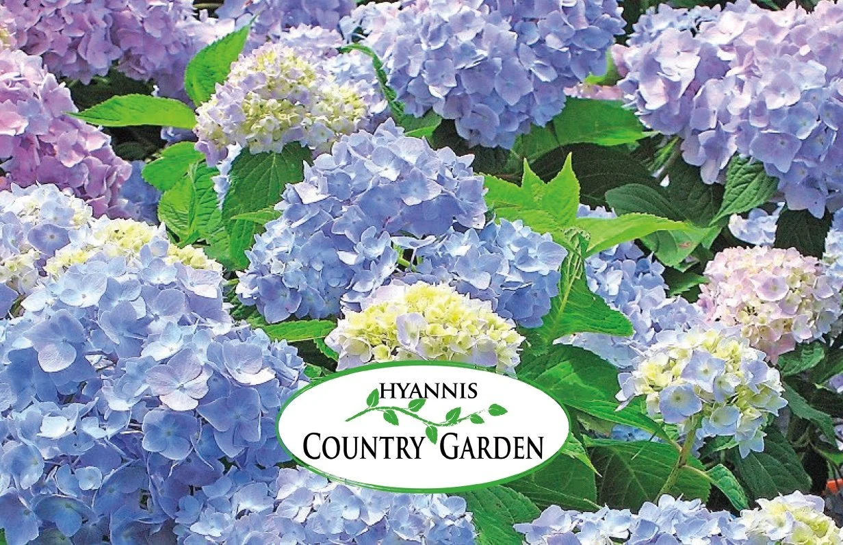 Hyannis Country Gardens Demo