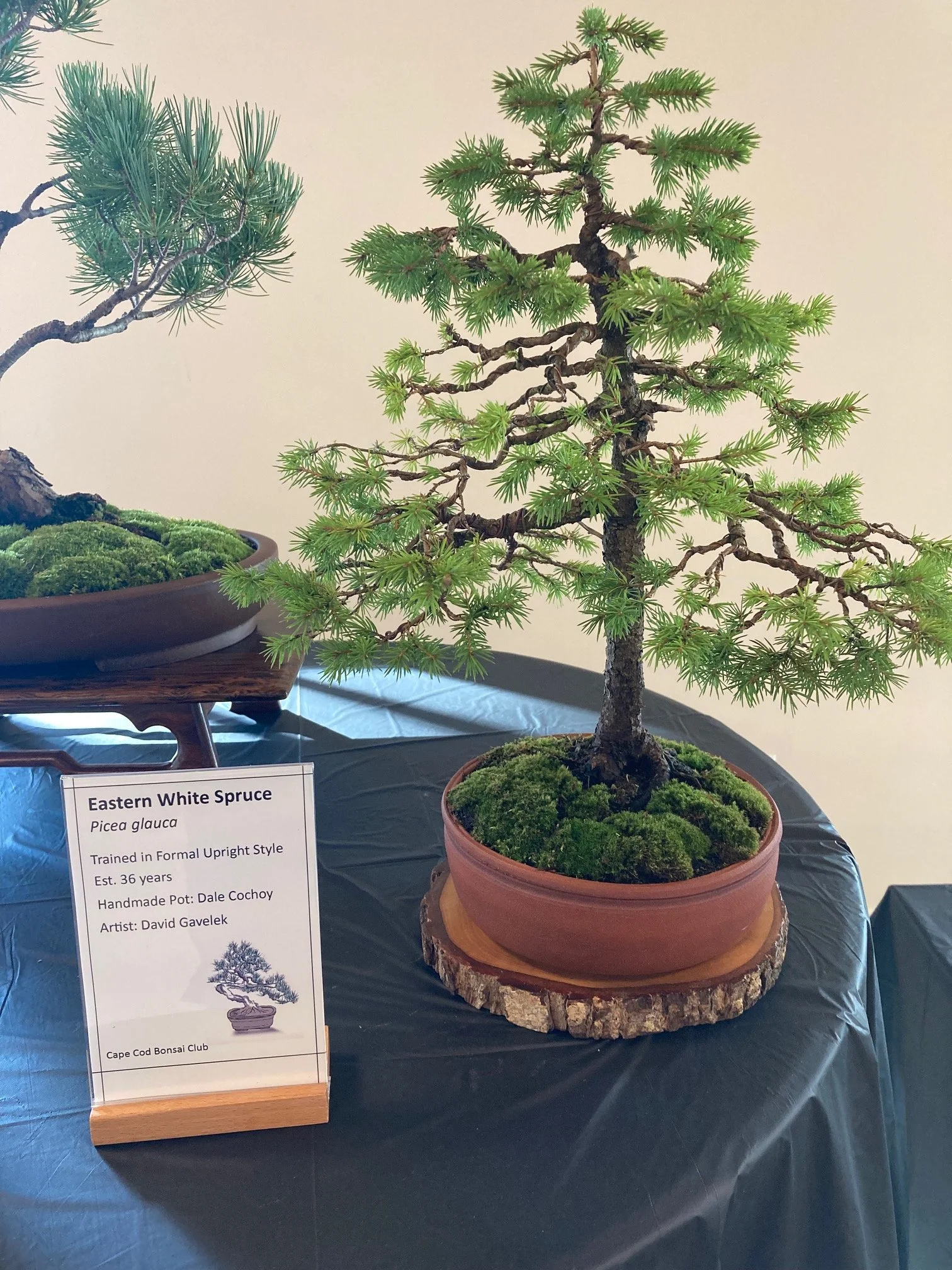 Eastern White Spruce.jpeg