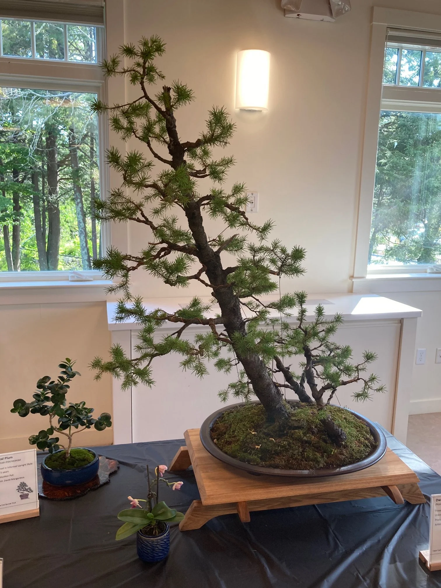 Slanting Larch.jpeg