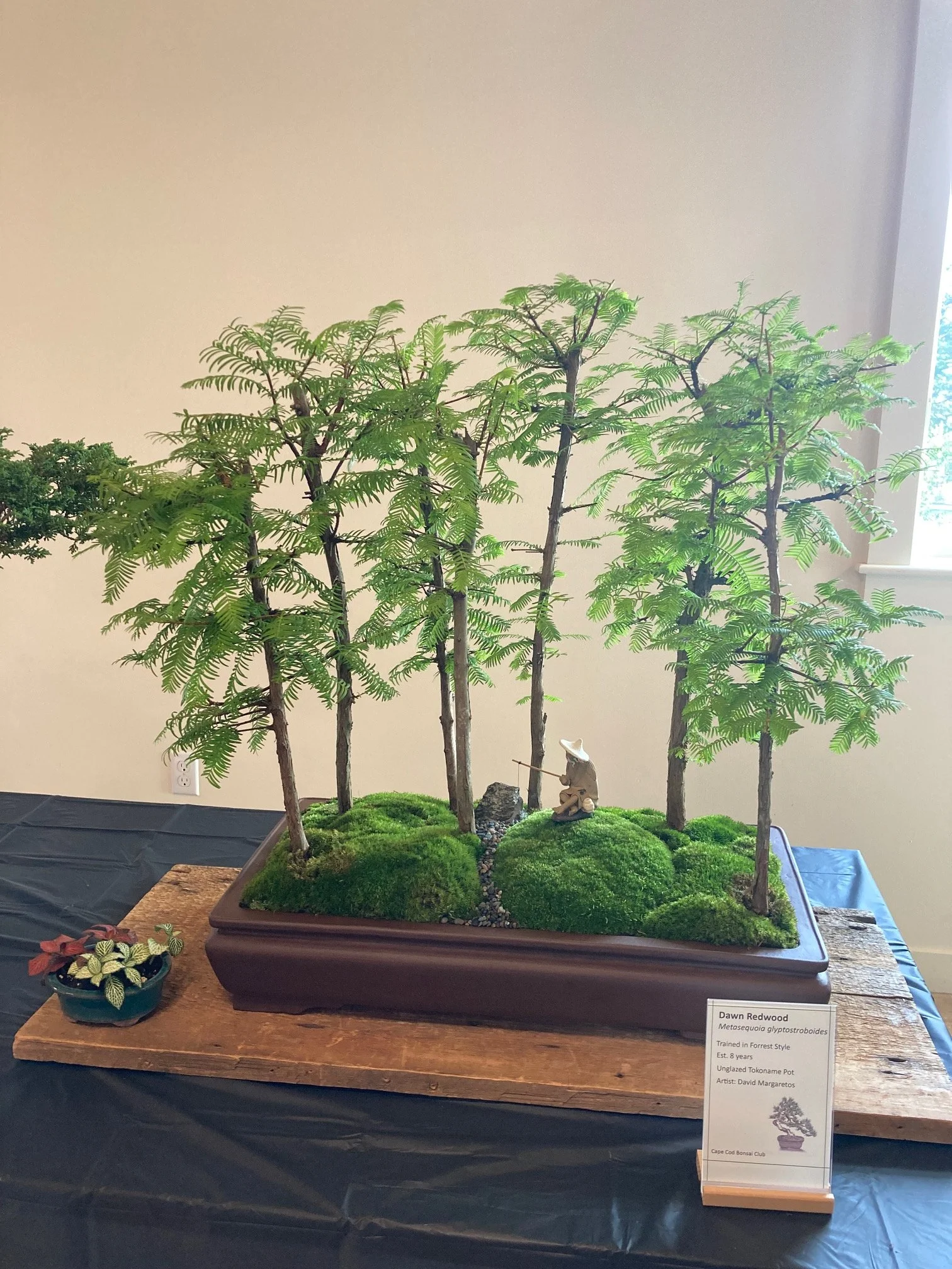Dawn Redwood Forest.jpeg