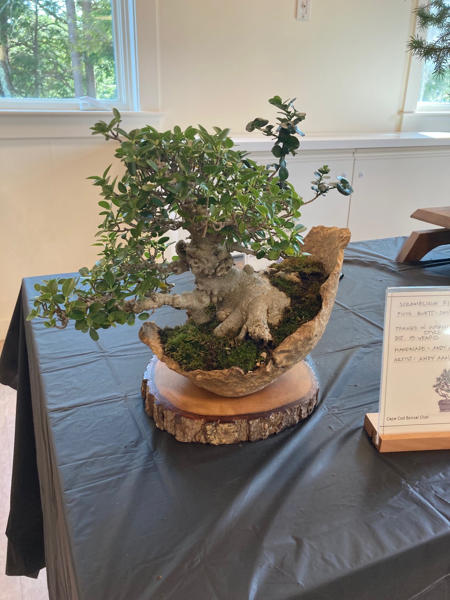 Ficus.jpeg